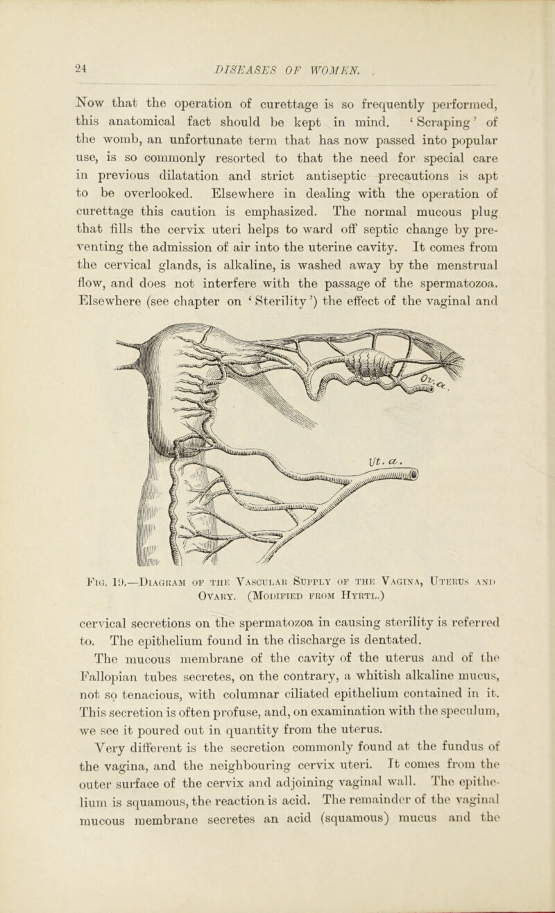 Now that the operation of curettage is so frequently performed, this anatomical fact should be kept in mind. ‘ Scraping ’ of the womb, an unfortunate term that has now passed into popular use, is so commonly resorted to that the need for special care in previous dilatation and strict antiseptic precautions is apt to be overlooked. Elsewhere in dealing with the operation of curettage this caution is emphasized. The normal mucous plug that fills the cervix uteri helps to ward off septic change by pre- venting the admission of air into the uterine cavity. It comes from the cervical glands, is alkaline, is washed away by the menstrual flow, and does not interfere with the passage of the spermatozoa. Elsewhere (see chapter on ‘ Sterility’) the effect of the vaginal and Fkc 11).—Diagram OF TiiK Vascular Supply of the Vagixa, Ovary. (Modified from Hyrtl.) Uterus axi> cervical secretions on the spermatozoa in causing sterility is referred to. The epitlielium found in the discharge is dentated. The mucous membrane of the cavity of the uterus and of the I'allopian tubes secretes, on the contrary, a whitish alkaline mucus, not so tenacious, with columnar ciliated epithelium contained in it. This secretion is often profuse, and, on examination with the speculum, we see it poured out in quantity from the uterus. Very different is the secretion commonly found at the fundus of the vagina, and the neighbouring cervix uteri. It comes from the outer surface of the cervix and adjoining vaginal wall. The epithe- lium is squamous, the reaction is acid. The remainder of the vaginal mucous membrane secretes an acid (squamous} mucus and the