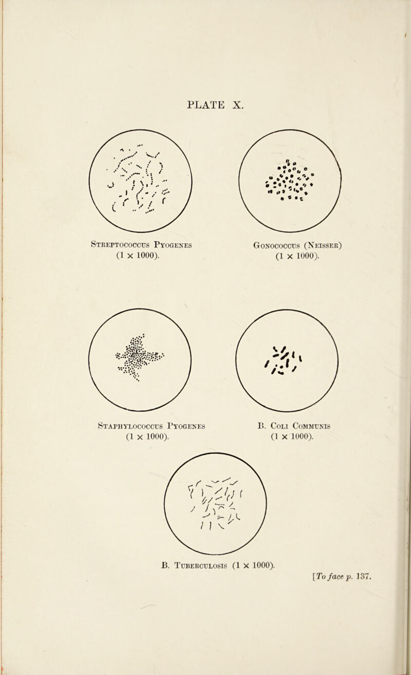 / I PLATE X. \ Staphylococcus Pyogenes B. Coli Cojimunis (1 x 1000). (1 X 1000). I B. Tuberculosis (lx 1000). [To face p. 137.