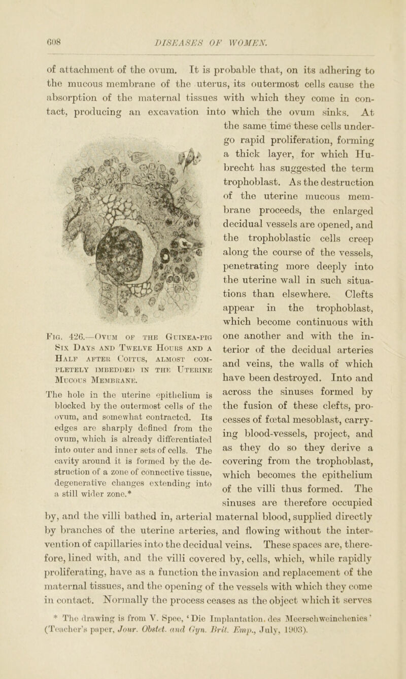 of attachment of the ovum. It is probable that, on its adhering to the mucous membrane of the uterus, its outermost cells cause the absorption of the maternal tissues with which they come in con- tact, producing an excavation into which the ovum sinks. At the same time these cells under- go rapid proliferation, forming a thick layer, for which Hu- brecht has suggested the term trophoblast. As the destruction of the uterine mucous mem- brane proceeds, the enlarged decidual vessels are opened, and the trophoblastic cells creep along the course of the vessels, penetrating more deeply into the uterine wall in such situa- tions than elsewhere. Clefts appear in the trophoblast, which become continuous with Fig. 426.—Ovum op the Guinea-pig Six Days and Twelve Hours and a Half after Coitus, almost com- pletely IMBEDDED IN THE UTERINE Mucous Membrane. The hole in the uterine epithelium is blocked by the outermost cells of the ovum, and somewhat contracted. Its edges are sharply defined from the ovum, which is already differentiated into outer and inner sets of cells. The cavity around it is formed by the de- struction of a zone of connective tissue, degenerative changes extending into a still wider zone.* one another and with the in- terior of the decidual arteries and veins, the walls of which have been destroyed. Into and across the sinuses formed by the fusion of these clefts, pro- cesses of fcetal mesoblast, carry- ing blood-vessels, project, and as they do so they derive a covering from the trophoblast, which becomes the epithelium of the villi thus formed. The sinuses are therefore occupied by, and the villi bathed in, arterial maternal blood, supplied directly by branches of the uterine arteries, and flowing without the inter- vention of capillaries into the decidual veins. These spaces are, there- fore, lined with, and the villi covered by, cells, which, while rapidly proliferating, have as a function the invasion and replacement of the maternal tissues, and the opening of the vessels with which they come in contact. Normally the process ceases as the object which it serves * The drawing is from Y. Spec, ‘Die Implantation, des Mecrschweinchenies’ (Teacher’s pnper. Jour. Obstet. and Gyn. Frit, Emp., July, 1003).