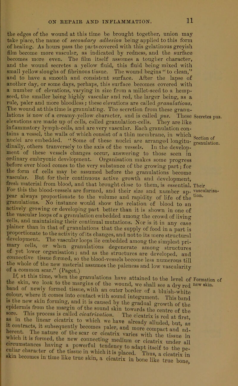 11 tlie edges of the wound at this time be brought together, union may take place, the name of secondary adhesion being applied to this form of healing. As hours pass the parts covered with this gelatinous greyish film become more vascular, as indicated by redness, and the surface becomes more even. The film itself assumes a tougher character, and the wound secretes a yellow fluid, this fluid being mixed with small yellow sloughs of fibrinous tissue. The wound begins “ to clean,” and to have a smooth and consistent surface. After the lapse of another day, or some days, perhaps, this surface becomes covered with a number of elevations, varying in size from a millet-seed to a hemp- seed, the smaller being highly vascular and red, the larger being, as a rule, paler and more bloodless; these elevations are called granulations. The wound at this time is granulating. The secretion from these granu- lations is now of a creamy-yellow character, and is called 'pus. These Secretes pus. elevations are made up of cells, called granulation-cells. They are like infiammatory lymph-cells, and are very vascular. Each granulation con- tains a vessel, the walls of which consist of a thin membrane, in which „ nuclei are embedded. “ Some of these nuclei are arranged longitu- granXtim dinally, others tranversely to the axis of the vessels. In the develop- ment of these vessels changes occur, answering to those seen in ordinary embryonic development. Organisation makes some progress before ever blood comes to the very substance of the growing part j for the form of cells may be assumed before the granulations become vascular. But for their continuous active growth and development, fresh material from blood, and that brought close to them, is essential. Their For this the blood-vessels are formed, and their size and number ap- yascularisa- pear ahvays proportionate to the volume and rapidity of life ofthe*^'™’ granulations. ^ No instance would show the relation of blood to an actively growing or developing part better than it is shown in one of the vascular loops of a granulation embedded among the crowd of living cells, and maintaining their continual mutations. Nor is it in any case plainer than in that of granulations that the supply of food in a part is proportionate to the activity of its changes, and notto its mere structural development. The vascular loops lie embedded among the simplest pri- mary cells, or when^ granulations degenerate among structures ot yet lower organisation; and as the structures are developed, and connective tissue formed, so the blood-vessels become less numerous till the whole of the new material assumes the paleness and low vascularity of a common scar.” (Paget.) ^ It; at this time, when the granulations have attained to the level of Formation of the skin, we look to the margins of the wound, we shall see a dry red skin, band ot newly termed tissue, with an outer border of a bluish-white colour, where it comes into contact wilh sound integument This band IS the new skin forming, and it is caused by the gradual growth of the epidermis from the margin of the sound skin towards the centre of the sore. Ihis process is called cicatrization. The cicatrix is red at first as in the linear cicatrix to which we have already alluded but a° herZ “ Tl’ ''' compact’and ’ad- heren^t. 1 he nature ot the scar or cicatrix varies with the tissue in which It is fornied, the new connecting medium or cicatrix under all circumstances having a powerful tendency to adanf ifadf i-i ^ c.li.r ch.,.,te of tL tilo 1„ whicl, i. rpCl % LtVin' .kin bocomo, m tim. like true ,ki„, « dcWx In bone like tree bMo!