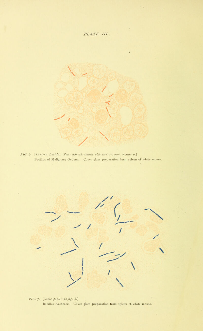 PLATE III. \ FIG. 6. [Camera Lucida. Zeiss aprocliromatic objective 2.0 mm. ocular 6.] Bacillus of Malignant Oedema. Cover glass preparation from spleen of white mouse. / / \ FIG. J. [Same power as fig. 6.] Bacillus Anthracis. Cover glass preparation from spleen of-white mouse.