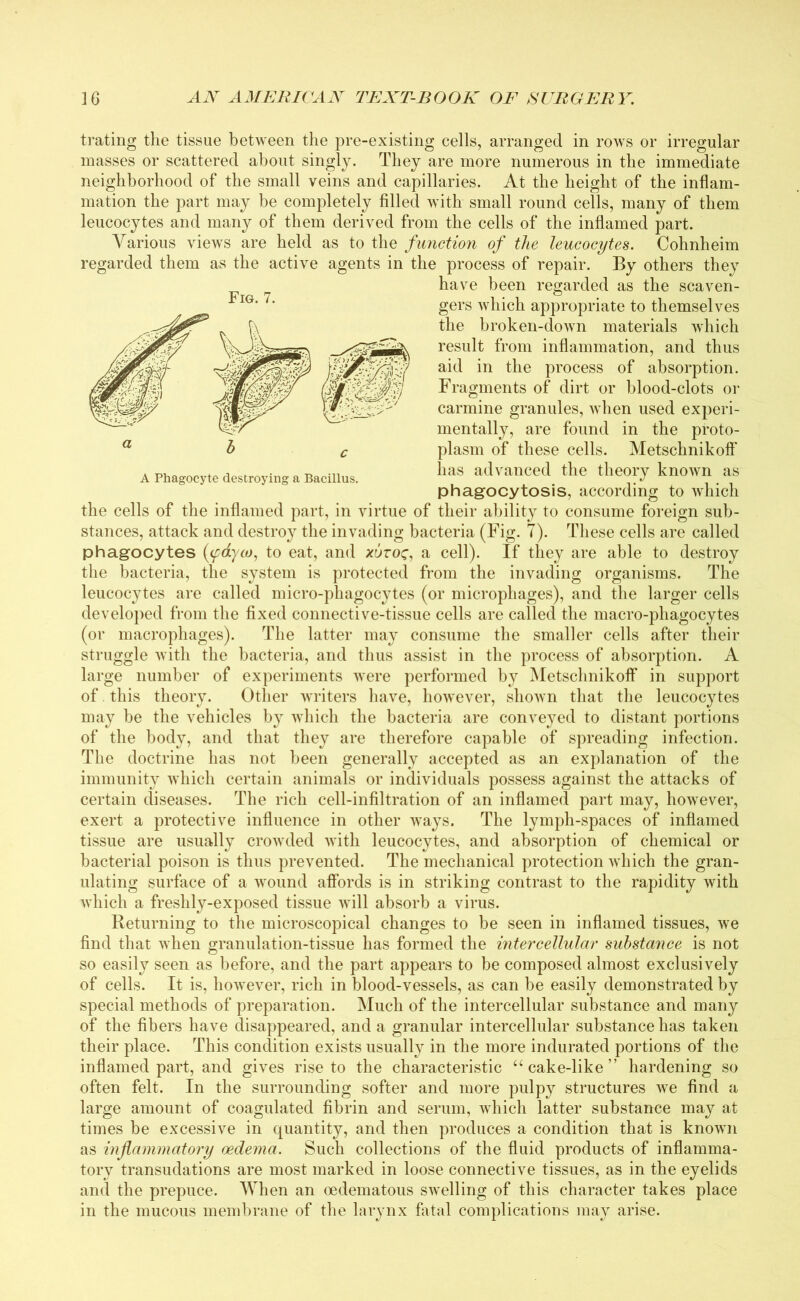 Fig. 7. trating the tissue between the pre-existing cells, arranged in rows or irregular masses or scattered about singly. They are more numerous in the immediate neighborhood of the small veins and capillaries. At the height of the inflam- mation the part may be completely filled with small round cells, many of them leucocytes and many of them derived from the cells of the inflamed part. Various views are held as to the function of the leucocytes. Cohnheim regarded them as the active agents in the process of repair. By others they have been regarded as the scaven- gers which appropriate to themselves the broken-down materials which result from inflammation, and thus aid in the process of absorption. Fragments of dirt or blood-clots or carmine granules, when used experi- mentally, are found in the proto- plasm of these cells. Metschnikoff has advanced the theory known as phagocytosis, according to which A Phagocyte destroying a Bacillus. the cells of the inflamed part, in virtue of their ability to consume foreign sub- stances, attack and destroy the invading bacteria (Fig. 7). These cells are called phagocytes (<pdyco, to eat, and xoroc, a cell). If they are able to destroy the bacteria, the system is protected from the invading organisms. The leucocytes are called micro-phagocytes (or microphages), and the larger cells developed from the fixed connective-tissue cells are called the macro-phagocytes (or macrophages). The latter may consume the smaller cells after their struggle with the bacteria, and thus assist in the process of absorption. A large number of experiments -were performed by Metschnikoff in support of this theory. Other writers have, however, shown that the leucocytes may be the vehicles by which the bacteria are conveyed to distant portions of the body, and that they are therefore capable of spreading infection. The doctrine has not been generally accepted as an explanation of the immunity which certain animals or individuals possess against the attacks of certain diseases. The rich cell-infiltration of an inflamed part may, however, exert a protective influence in other ways. The lymph-spaces of inflamed tissue are usually crowded with leucocytes, and absorption of chemical or bacterial poison is thus prevented. The mechanical protection which the gran- ulating surface of a wound affords is in striking contrast to the rapidity with which a freshly-exposed tissue will absorb a virus. Returning to the microscopical changes to be seen in inflamed tissues, we find that when granulation-tissue has formed the intercellular substance is not so easily seen as before, and the part appears to be composed almost exclusively of cells. It is, however, rich in blood-vessels, as can be easily demonstrated by special methods of preparation. Much of the intercellular substance and many of the fibers have disappeared, and a granular intercellular substance has taken their place. This condition exists usually in the more indurated portions of the inflamed part, and gives rise to the characteristic “ cake-like ” hardening so often felt. In the surrounding softer and more pulpy structures we find a large amount of coagulated fibrin and serum, which latter substance may at times be excessive in quantity, and then produces a condition that is known as inflammatory oedema. Such collections of the fluid products of inflamma- tory transudations are most marked in loose connective tissues, as in the eyelids and the prepuce. When an oedematous swelling of this character takes place in the mucous membrane of the larynx fatal complications may arise.