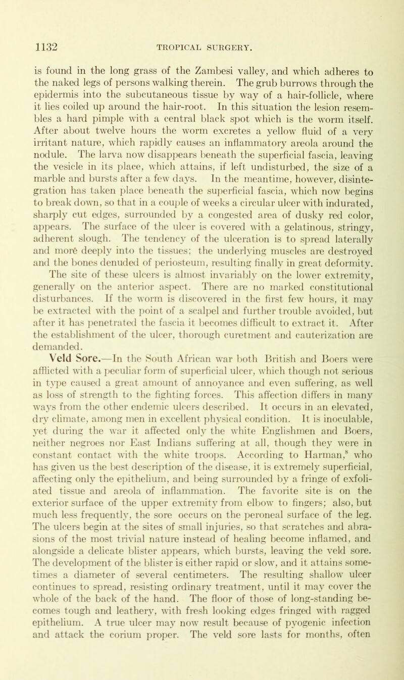 is found in the long grass of the Zambesi valley, and which adheres to the naked legs of persons walking therein. The grub burrows through the epidermis into the subcutaneous tissue by way of a hair-follicle, where it lies coiled up around the hair-root. In this situation the lesion resem- bles a hard pimple with a central black spot which is the worm itself. After about twelve hours the worm excretes a yellow fluid of a very irritant nature, which rapidly causes an inflammatory areola around the nodule. The larva now disappears beneath the superficial fascia, leaving the vesicle in its place, which attains, if left undisturbed, the size of a marble and bursts after a few days. In the meantime, however, disinte- gration has taken place beneath the superficial fascia, which now begins to break down, so that in a couple of weeks a circular ulcer with indurated, sharply cut edges, surrounded by a congested area of dusky red color, appears. The surface of the ulcer is covered with a gelatinous, stringy, adherent slough. The tendency of the ulceration is to spread laterally and mor6 deeply into the tissues; the underlying muscles are destroyed and the bones denuded of periosteum, resulting finally in great deformity. The site of these ulcers is almost invariably on the lower extremity, generally on the anterior aspect. There are no marked constitutional disturbances. If the worm is discovered in the first few hours, it may be extracted with the point of a scalpel and further trouble avoided, but after it has penetrated the fascia it becomes difficult to extract it. After the establishment of the ulcer, thorough curetment and cauterization are demanded. Veld Sore.—In the South African war both British and Boers were afflicted with a peculiar form of superficial ulcer, which though not serious in type caused a great amount of annoyance and even suffering, as well as loss of strength to the fighting forces. This affection differs in many ways from the other endemic ulcers described. It occurs in an elevated, dry climate, among men in excellent physical condition. It is inoculable, yet during the war it affected only the white Englishmen and Boers, neither negroes nor East Indians suffering at all, though they were in constant contact with the white troops. According to Harman,8 who has given us the best description of the disease, it is extremely superficial, affecting only the epithelium, and being surrounded by a fringe of exfoli- ated tissue and areola of inflammation. The favorite site is on the exterior surface of the upper extremity from elbow to fingers; also, but much less frequently, the sore occurs on the peroneal surface of the leg. The ulcers begin at the sites of small injuries, so that scratches and abra- sions of the most trivial nature instead of healing become inflamed, and alongside a delicate blister appears, which bursts, leaving the veld sore. The development of the blister is either rapid or slow, and it attains some- times a diameter of several centimeters. The resulting shallow ulcer continues to spread, resisting ordinary treatment, until it may cover the whole of the back of the hand. The floor of those of long-standing be- comes tough and leathery, with fresh looking edges fringed with ragged epithelium. A true ulcer may now result because of pyogenic infection and attack the corium proper. The veld sore lasts for months, often
