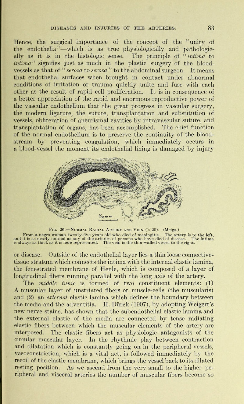 Hence, the surgical importance of the concept of the “unity of the endothelia”—which is as true physiologically and pathologic- ally as it is in the histologic sunse. The principle of u intima to intima” signifies just as much in the plastic surgery of the blood- vessels as that of “ serosa to serosa ” to'the abdominal surgeon. It means that endothelial surfaces when brought in contact under abnormal conditions of irritation or trauma quickly unite and fuse with each other as the result of rapid cell proliferation. It is in consequence of a better appreciation of the rapid and enormous reproductive power of the vascular endothelium that the great progress in vascular surgery, the modern ligature, the suture, transplantation and substitution of vessels, obliteration of aneurismal cavities by intravascular suture, and transplantation of organs, has been accomplished. The chief function of the normal endothelium is to preserve the continuity of the blood- stream by preventing coagulation, which immediately occurs in a blood-vessel the moment its endothelial lining is damaged by injury Fig. 26.—Normal Radial Artery and Vein (X 20). (Meigs.) From a negro woman twenty-five years old who died of meningitis. The artery is to the left, and it is as nearly normal as any of the arteries of persons who have died of disease. The intima is always as thick as it is here represented. The vein is the thin-walled vessel to the right. or disease. Outside of the endothelial layer lies a thin loose connective- tissue stratum which connects the intima with the internal elastic lamina, the fenestrated membrane of Henle, which is composed of a layer of longitudinal fibers running parallel with the long axis of the artery. The middle tunic is formed of two constituent elements: (1) A muscular layer of unstriated fibers or muscle-cells (the muscularis) and (2) an external elastic lamina which defines the boundary between the media and the adventitia. H. Diirck (1907), by adopting Weigert’s new nerve stains, has shown that the subendothelial elastic lamina and the external elastic of the media are connected by tense radiating elastic fibers between which the muscular elements of the artery are interposed. The elastic fibers act as physiologic antagonists of the circular muscular layer. In the rhythmic play between contraction and dilatation which is constantly going on in the peripheral vessels, vasoconstriction, which is a vital act, is followed immediately by the recoil of the elastic membrane, which brings the vessel back to its dilated resting position. As we ascend from the very small to the higher pe- ripheral and visceral arteries the number of muscular fibers become so