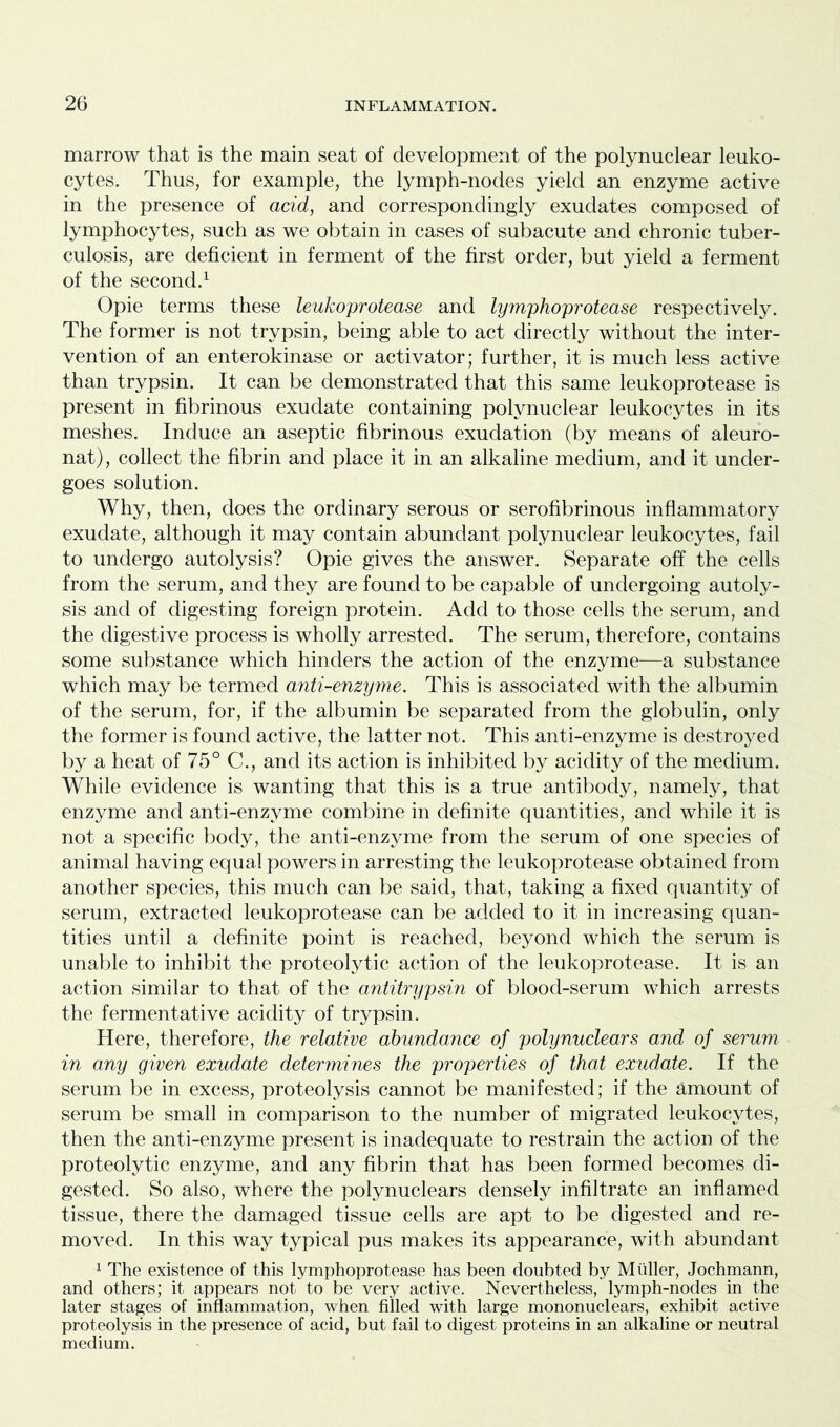 marrow that is the main seat of development of the polynuclear leuko- cytes. Thus, for example, the lymph-nodes yield an enzyme active in the presence of acid, and correspondingly exudates composed of lymphocytes, such as we obtain in cases of subacute and chronic tuber- culosis, are deficient in ferment of the first order, but yield a ferment of the second.1 Opie terms these leukoprotease and lymphoprotease respectively. The former is not trypsin, being able to act directly without the inter- vention of an enterokinase or activator; further, it is much less active than trypsin. It can be demonstrated that this same leukoprotease is present in fibrinous exudate containing polynuclear leukocytes in its meshes. Induce an aseptic fibrinous exudation (by means of aleuro- nat), collect the fibrin and place it in an alkaline medium, and it under- goes solution. Why, then, does the ordinary serous or serofibrinous inflammatory exudate, although it may contain abundant polynuclear leukocytes, fail to undergo autolysis? Opie gives the answer. Separate off the cells from the serum, and they are found to be capable of undergoing autoly- sis and of digesting foreign protein. Add to those cells the serum, and the digestive process is wholly arrested. The serum, therefore, contains some substance which hinders the action of the enzyme—a substance which may be termed anti-enzyme. This is associated with the albumin of the serum, for, if the albumin be separated from the globulin, only the former is found active, the latter not. This anti-enzyme is destroyed by a heat of 75° C., and its action is inhibited by acidity of the medium. While evidence is wanting that this is a true antibody, namely, that enzyme and anti-enzyme combine in definite quantities, and while it is not a specific body, the anti-enzyme from the serum of one species of animal having equal powers in arresting the leukoprotease obtained from another species, this much can be said, that, taking a fixed quantity of serum, extracted leukoprotease can be added to it in increasing quan- tities until a definite point is reached, beyond which the serum is unable to inhibit the proteolytic action of the leukoprotease. It is an action similar to that of the antitrypsin of blood-serum which arrests the fermentative acidity of trypsin. Here, therefore, the relative abundance of polynuclears and of serum in any given exudate determines the properties of that exudate. If the serum be in excess, proteolysis cannot be manifested; if the amount of serum be small in comparison to the number of migrated leukocytes, then the anti-enzyme present is inadequate to restrain the action of the proteolytic enzyme, and any fibrin that has been formed becomes di- gested. So also, where the polynuclears densely infiltrate an inflamed tissue, there the damaged tissue cells are apt to be digested and re- moved. In this way typical pus makes its appearance, with abundant 1 The existence of this lymphoprotease has been doubted by Muller, Jochmann, and others; it appears not to be very active. Nevertheless, lymph-nodes in the later stages of inflammation, when filled with large mononuclears, exhibit active proteolysis in the presence of acid, but fail to digest proteins in an alkaline or neutral medium.