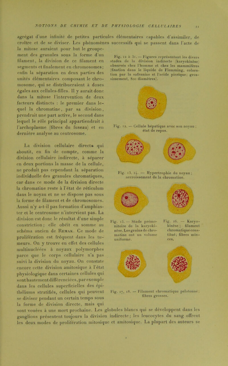 Fig. 12 à ,'ii. — Figures représentant les divers stades de la division indirecte (karyokinèsej observés chez l’homme et chez les mammifères (fixation dans le liquide de Flemming, colora- tion par la safranine et l’acide picrique; gros- sissement, 800 diamètres). agrégat d’une infinité de petites particules élémentaires capables d’assimiler, de croître et de se diviser. Les phénomènes successifs qui se passent dans l’acte de- là mitose auraient pour but le groupe- ment des granules sous la forme d’un filament, la division de ce filament en segments et finalement en chromosomes; enfin la séparation en deux parties des unités élémentaires composant le chro- mosome, qui se distribueraient à doses égales aux cellules-filles. 11 y aurait donc dans la mitose l’intervention de deux facteurs distincts : le premier dans le- quel la chromatine, par sa division, prendrait une part active, le second dans lequel le rôle principal appartiendrait à l’archoplasme (fibres du fuseau) et en dernière analyse au centrosome. Fi g. 12. Cellule hépatique avec son noyau ; état de repos. La division cellulaire direct» qui aboutit, en fin de compte, comme la division cellulaire indirecte, à séparer en deux portions la masse de la cellule, ne produit pas cependant la séparation individuelle des granules chromatiques, car dans ce mode de la division directe la chromatine reste à l’état de réticulum dans le noyau et ne se dispose pas sous la forme de filament et de chromosomes. Aussi n’y a-t-il pas formation d’amphias- ter et le centrosome n’intervient pas. La division est donc le résultat d’une simple constriction ; elle obéit en somme au schéma ancien de Remak. Ce mode de prolifération est fréquent dans les tu- meurs. On y trouve en effet des cellules multinucléées à noyaux polymorphes parce que le corps cellulaire n’a pas suivi la division du noyau. On constate encore cette division amitosique à l’état physiologique dans certaines cellules qui sont hautementdifférenciées, par exemple dans les cellules superficielles des épi- théliums stratifiés, cellules qui peuvent se diviser pendant un certain temps sous la forme de division directe, mais qui sont vouées à une mort prochaine. Les globules blancs qui se développent dans les ganglions présentent toujours la division indirecte ; les leucocytes du sang offrent les deux modes de prolifération mitosique et amitosique. La plupart des auteurs se Fig. i3, 14. — Hypertrophie du noyau; accroissement de la chromatine. / 7ig. i(i. — Knryo- kinèse ; filament chromatique cons- titué; fibres min- ces. Fig. i5. — Stade prémo- nitoire de la karyoki- nèse. Les grains de chro- matine ont un volume uniforme. Fig. 17, 18. — Filament chromatique pelotonné; fibres grosses.