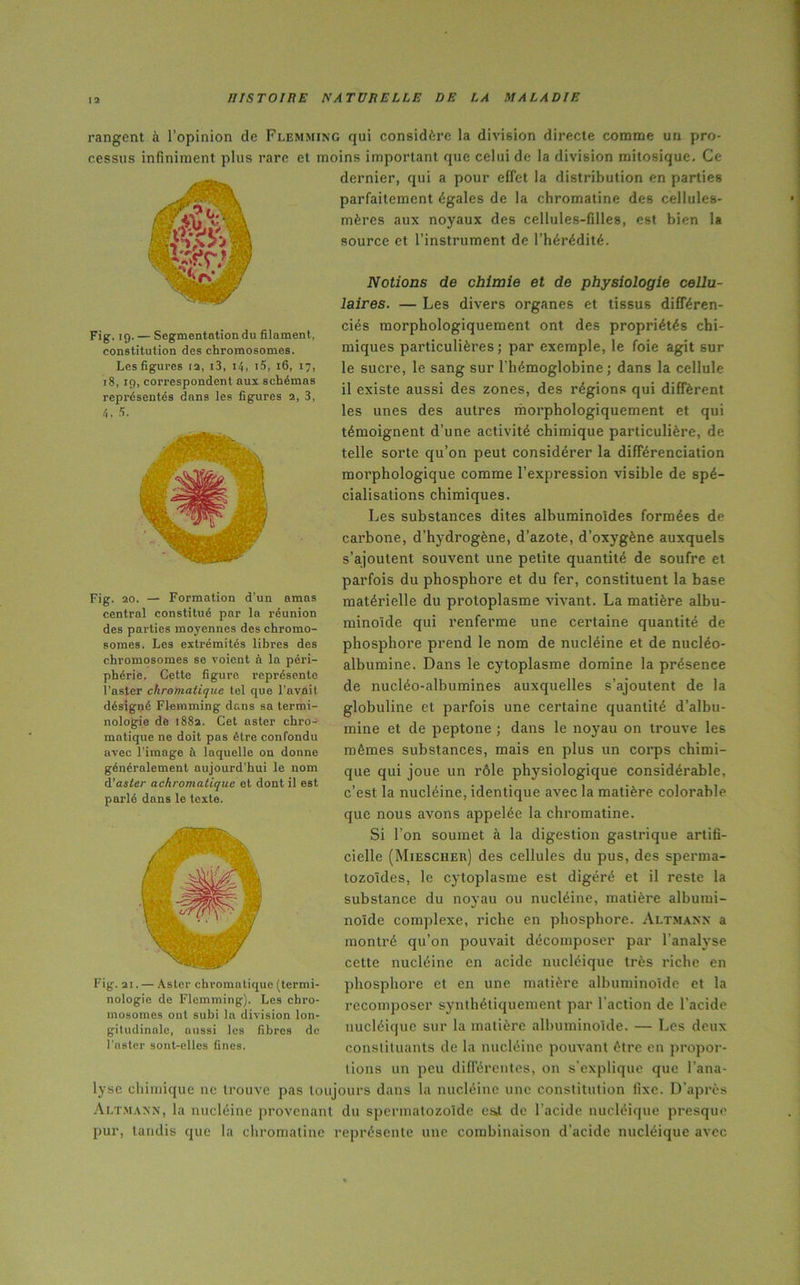 Fig. 19. — Segmentation du filament, constitution des chromosomes. Les figures 12, i3, 14, ï5, 16, 17, 18, 19, coi’respondent aux schémas représentés dans les figures 2, 3, 4, a. rangent à l’opinion de Flemming qui considère la division directe comme un pro- cessus infiniment plus rare et moins important que celui de la division mitosique. Ce dernier, qui a pour effet la distribution en parties parfaitement égales de la chromatine des cellules- mères aux noyaux des cellules-filles, est bien la source et l’instrument de l’hérédité. Notions de chimie et de physiologie cellu- laires. — Les divers organes et tissus différen- ciés morphologiquement ont des propriétés chi- miques particulières ; par exemple, le foie agit sur le sucre, le sang sur l'hémoglobine ; dans la cellule il existe aussi des zones, des régions qui diffèrent les unes des autres morphologiquement et qui témoignent d’une activité chimique particulière, de telle sorte qu’on peut considérer la différenciation morphologique comme l’expression visible de spé- cialisations chimiques. Les substances dites albuminoïdes formées de carbone, d’hydrogène, d’azote, d’oxygène auxquels s’ajoutent souvent une petite quantité de soufre et parfois du phosphore et du fer, constituent la base matérielle du protoplasme vivant. La matière albu- minoïde qui renferme une certaine quantité de phosphore prend le nom de nucléine et de nucléo- albumine. Dans le cytoplasme domine la présence de nucléo-albumines auxquelles s’ajoutent de la globuline et parfois une certaine quantité d’albu- mine et de peptone ; dans le noyau on trouve les mêmes substances, mais en plus un corps chimi- que qui joue un rôle physiologique considérable, c’est la nucléine, identique avec la matière colorable que nous avons appelée la chromatine. Si l’on soumet à la digestion gastrique artifi- cielle (Miescher) des cellules du pus, des sperma- tozoïdes, le cytoplasme est digéré et il reste la substance du noyau ou nucléine, matière albumi- noïde complexe, riche en phosphore. Altmann a montré qu’on pouvait décomposer par l’analyse cette nucléine en acide nucléique très riche en phosphore et en une matière albuminoïde et la recomposer synthétiquement par l’action de l’acide nucléique sur la matière albuminoïde. — Les deux constituants de la nucléine pouvant être en propor- Fig. 20. — Formation d’un amas central constitué par la réunion des parties moyennes des chromo- somes. Les extrémités libres des chromosomes se voient à la péri- phérie. Cette figure représente l’aster chromatique tel que l’avait désigné Flemming dans sa termi- nologie de 1882. Cet aster chro- matique ne doit pas être confondu avec l’image il laquelle on donne généralement aujourd’hui le nom d’as/er achromatique et dont il est parlé dans le texte. Fig. ai. — Aster chromatique (termi- nologie de Flemming). Les chro- mosomes ont subi la division lon- gitudinale, aussi les fibres de l’aster sont-elles fines. lions un peu différentes, on s’explique que l’ana- lyse chimique ne trouve pas toujours dans la nucléine une constitution fixe. D’après Altmann, la nucléine provenant du spermatozoïde est de l’acide nucléique presque pur, tandis que la chromatine représente une combinaison d’acidc nucléique avec