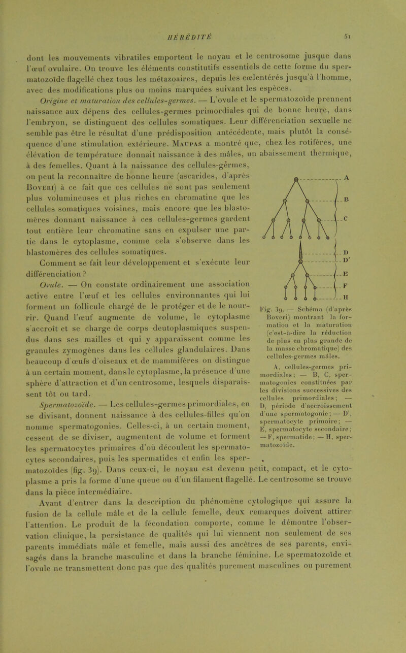 HEREDITE Si dont les mouvements vibratiles emportent le noyau et le centrosome jusque dans l’œuf ovulaire. On trouve les éléments constitutifs essentiels de cette forme du sper- matozoïde flagellé chez tous les métazoaires, depuis les cœlentérés jusqu a 1 homme, avec des modifications plus ou moins marquées suivant les espèces. Origine et maturation des cellules-germes. — L ovule et le spermatozoïde prennent naissance aux dépens des cellules-germes primordiales qui de lionne heure, dans l’embryon, se distinguent des cellules somatiques. Leur différenciation sexuelle ne semble pas être le résultat d’une prédisposition antécédente, mais plutôt la consé- quence d’une stimulation extérieure. Maupas a montré que, chez les rotifères, une élévation de température donnait naissance à des mâles, un abaissement thermique, à des femelles. Quant à la naissance des cellules-germes, on peut la reconnaître de bonne heure (ascarides, d’après Bovbri) à ce fait que ces cellules ne sont pas seulement plus volumineuses et plus riches eu chromatine que les cellules somatiques voisines, mais encore que les blasto- mères donnant naissance à ces cellules-germes gardent tout entière leur chromatine sans en expulser une par- tie dans le cytoplasme, comme cela s’observe dans les blastomères des cellules somatiques. Comment se fait leur développement et s’exécute leur différenciation ? Ovule. — On constate ordinairement une association active entre l’œuf et les cellules environnantes qui lui forment un follicule chargé de le protéger et de le nour- rir. Quand l’œuf augmente de volume, le cytoplasme s'accroît et se charge de corps deutoplasmiques suspen- dus dans ses mailles et qui y apparaissent comme les granules zymogènes dans les cellules glandulaires. Dans beaucoup d œufs d’oiseaux et de mammifères on distingue à un certain moment, dans le cytoplasme, la présence d une sphère d’attraction et d’un centrosome, lesquels disparais- sent tôt ou tard. Spermatozoïde. — Les cellules-germes primordiales, en se divisant, donnent naissance à des cellules-filles qu’on nomme spermatogonies. Celles-ci, à un certain moment, cessent de se diviser, augmentent de volume et forment les spermatocytes primaires d’où découlent les spermato- evtes secondaires, puis les spermalides et enfin les sper- matozoïdes (fig. 3y). Dans ceux-ci, le noyau est devenu petit, compact, et le cyto- plasme a pris la forme d’une queue ou d’un filament flagellé. Le centrosome se trouve dans la pièce intermédiaire. Avant d’entrer dans la description du phénomène cytologique qui assure la fusion de la cellule mâle et de la cellule femelle, deux remarques doivent attirer l’attention. Le produit de la fécondation comporte, comme le démontre l’obser- vation clinique, la persistance de qualités qui lui viennent non seulement de ses parents immédiats mâle et femelle, mais aussi des ancêtres de ses patents, envi- sagés dans la branche masculine et dans la branche féminine. Le spermatozoïde et l’ovule ne transmettent donc pas que des qualités purement masculines ou purement Fig. 3(). —- Schéma (d’après Boveri) montrant la for- mation et la maturation (c’est-à-dire la réduction de plus en pins grande do la masse chromatique) des cellules-germes mâles. A, cellules-germes pri- mordiales; — B, G, sper- matogonies constituées par les divisions successives des cellules primordiales; — D, période d’accroissement d’une spermatogonie;— D’, spermatocyte primaire; — E, spermatocyte secondaire; — F, sperniatide; — H, sper- matozoïde.