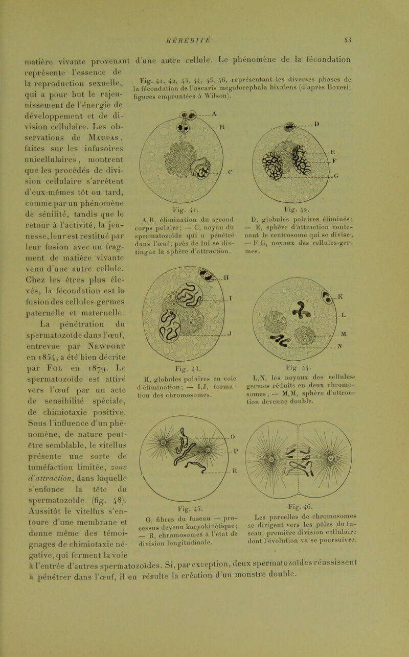 d une autre cellule. Le phénomène de la fécondation Fig. 41, 4a, 43, 44, 45, 4G, représentant les diverses phases de la fécondation de l’ascaris megalocephala bivalons (d’après Boveri, figures empruntées à Wilson). matière vivante provenant représente l’essence de la reproduction sexuelle, qui a pour but le rajeu- nissement de l'énergie de développement et de di- vision cellulaire. Les ob- servations de Maupas , faites sur les infusoires unicellulaires , montrent que les procédés de divi- sion cellulaire s’arrêtent d’eux-mêmes tôt ou tard, comme par un phénomène de sénilité, tandis que le retour à l’activité, la jeu- nesse, leur est restitué par leur fusion avec un frag- ment de matière vivante A,B, élimination du second corps polaire; — G, noyau du spermatozoïde qui a pénétré dans l’œuf; près de lui se dis- tingue la sphère d’attraction. D, globules polaires éliminés; — K, sphère d’attraction conte- nant le centrosome qui se divise; — h,G, noyaux des cellules-ger- mes . venu d’une autre cellule. Chez les êtres plus éle- vés, la fécondation est la fusion des cellules-germes paternelle et maternelle. La pénétration du spermatozoïde dans l’œuf, entrevue par Neavpoiit en i854, a été bien décrite par Fol en 1879. Le spermatozoïde est attiré H, globules polaires en voie L,N, les noyaux des cellules- vers ]’n»nf nar un irle d’élimination; — I,J, forma- germes réduits en deux chromo- pat Ull acte tion des chromosomes. somes ;— M,M, sphère d nttrne- de sensibilité spéciale, tion devenue double. de chimiotaxie positive. Sous l’influence d’un phé- nomène, de nature peut- être semblable, le vitellus présente une sorte de tuméfaction limitée, zone cl'attraction, dans laquelle s'enfonce la tête du spermatozoïde (fig. 48). Aussitôt le vitellus s’en- toure d’une membrane et donne même des témoi- gnages de chimiotaxie né- gative, qui ferment la voie à l’entrée d'autres spermatozoïdes. Si, par exception, deux spermatozoïdes réussissent à pénétrer dans l’œuf, il en résulte la création d un monstre double. O, fibres du fuseau — pro- cessus devenu haryoUinetiquc, R, chromosomes à l étal de division longitudinale. Les parcelles de chromosomes se dirigent vers les pôles du fu- seau, première division cellulaire dont l’évolution va se poursuivre.