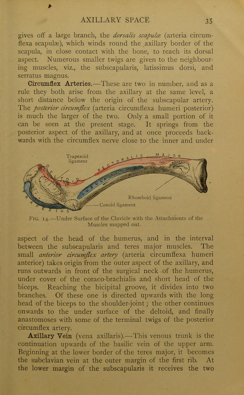 gives off a large branch, the dorsalis scapula (arteria circum- flexa scapulae), which winds round the axillary border of the scapula, in close contact with the bone, to reach its dorsal aspect. Numerous smaller twigs are given to the neighbour- ing muscles, viz., the subscapularis, latissimus dorsi, and serratus magnus. Circumflex Arteries.—These are two in number, and as a rule they both arise from the axillary at the same level, a short distance below the origin of the subscapular artery. The posterior circumflex (arteria circumflexa humeri posterior) is much the larger of the two. Only a small portion of it can be seen at the present stage. It springs from the posterior aspect of the axillary, and at once proceeds back- wards with the circumflex nerve close to the inner and under Fig. 14.—Under Surface of the Clavicle with the Attachments of the Muscles mapped out. aspect of the head of the humerus, and in the interval between the subscapularis and teres major muscles. The small anterior circumflex artery (arteria circumflexa humeri anterior) takes origin from the outer aspect of the axillary, and runs outwards in front of the surgical neck .of the humerus, under cover of the coraco-brachialis and short head of the biceps. Reaching the bicipital groove, it divides into two branches. Of these one is directed upwards with the long head of the biceps to the shoulder-joint; the other continues onwards to the under surface of the deltoid, and finally anastomoses with some of the terminal twigs of the posterior circumflex artery. Axillary Vein (vena axillaris).—This venous trunk is the continuation upwards of the basilic vein of the upper arm. Beginning at the lower border of the teres major, it becomes the subclavian vein at the outer margin of the first rib. At the lower margin of the subscapularis it receives the two