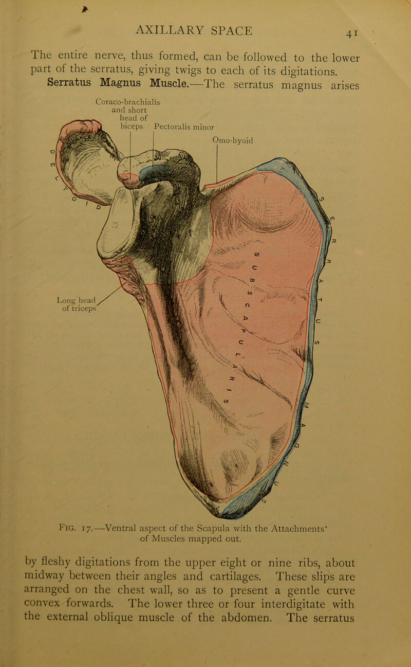 4i The entire nerve, thus formed, can be followed to the lower part of the serratus, giving twigs to each of its digitations. Serratus Magnus Muscle.—The serratus magnus arises Coraco-brachialis and short Fig. i7.—Ventral aspect of the Scapula with the Attachments' of Muscles mapped out. by fleshy digitations from the upper eight or nine ribs, about midway between their angles and cartilages. These slips are arranged on the chest wall, so as to present a gentle curve convex forwards. The lower three or four interdigitate with the external oblique muscle of the abdomen. The serratus