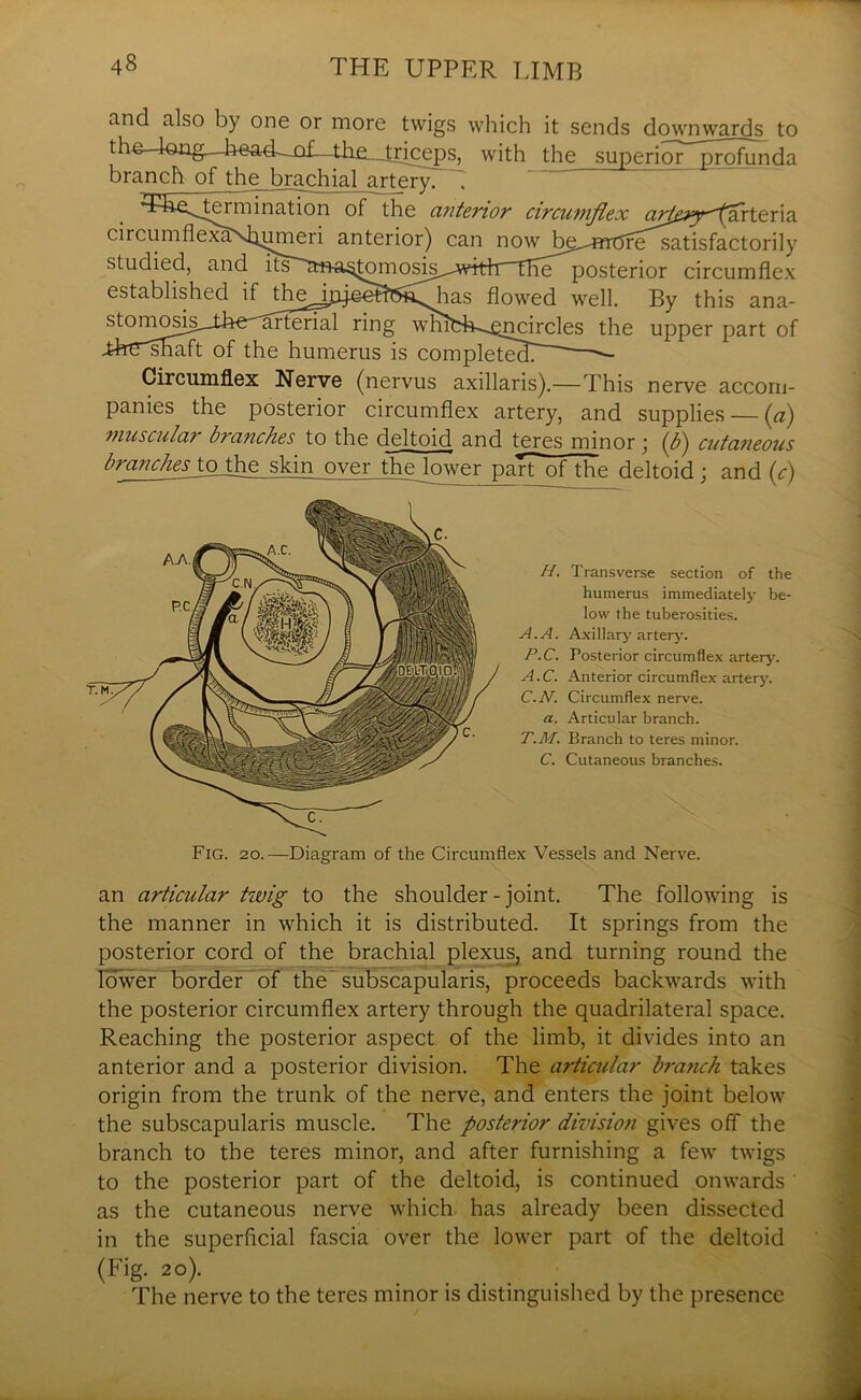 and also by one or more twigs which it sends downwards to the—I©ag—h-sacL-of—tlie_triceps, with the superior profunda branch of the brachial artery. ~7 Circumflex Nerve (nervus axillaris).—This nerve accom- panies the posterior circumflex artery, and supplies — (a) muscular branches to the deltoid, and teres minor; (b) cutaneous branches tothe skin over thelower parTofthe deltoid; and (c) an articular twig to the shoulder - joint. The following is the manner in which it is distributed. It springs from the posterior cord of the brachial plexus, and turning round the lower border of the subscapularis, proceeds backwards with the posterior circumflex artery through the quadrilateral space. Reaching the posterior aspect of the limb, it divides into an anterior and a posterior division. The articular brafich takes origin from the trunk of the nerve, and enters the joint below the subscapularis muscle. The posterior division gives off the branch to the teres minor, and after furnishing a few twigs to the posterior part of the deltoid, is continued onwards as the cutaneous nerve which has already been dissected in the superficial fascia over the lower part of the deltoid (Fig. 20). The nerve to the teres minor is distinguished by the presence low the tuberosities. A.A. Axillary artery. P.C. Posterior circumflex artery. A.C. Anterior circumflex artery. C.N. Circumflex nerve. a. Articular branch. T.M. Branch to teres minor. H. Transverse section of the C. Cutaneous branches. humerus immediately be- Fig. 20.—Diagram of the Circumflex Vessels and Nerve.