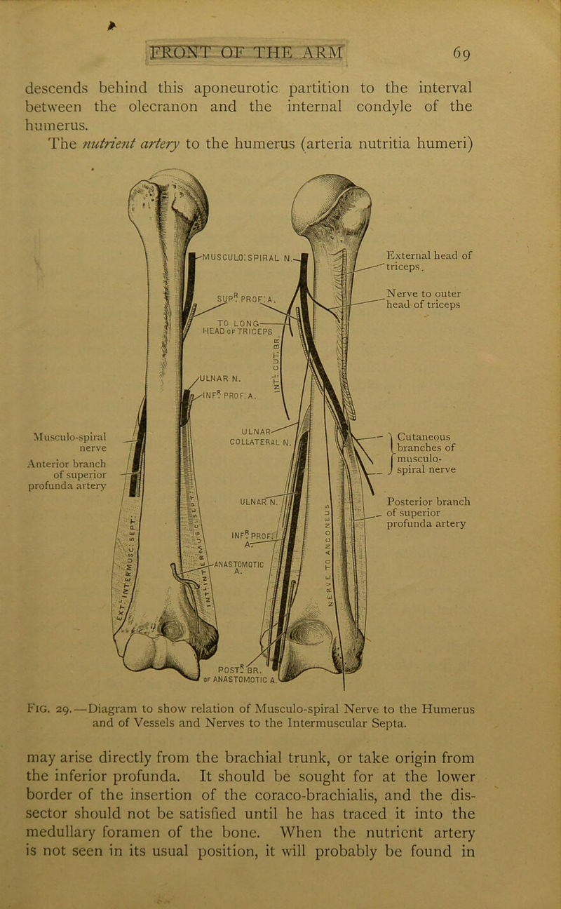 descends behind this aponeurotic partition to the interval between the olecranon and the internal condyle of the humerus. The nutrie7it artery to the humerus (arteria nutritia humeri) Musculo-spiral nerve Anterior branch of superior profunda artery External head of 'triceps. Nerve to outer head of triceps ) Cutaneous branches of musculo- spiral nerve Posterior branch of superior profunda artery Fig. 29.—Diagram to show relation of Musculo-spiral Nerve to the Humerus and of Vessels and Nerves to the Intermuscular Septa. may arise directly from the brachial trunk, or take origin from the inferior profunda. It should be sought for at the lower border of the insertion of the coraco-brachialis, and the dis- sector should not be satisfied until he has traced it into the medullary foramen of the bone. When the nutrient artery is not seen in its usual position, it will probably be found in