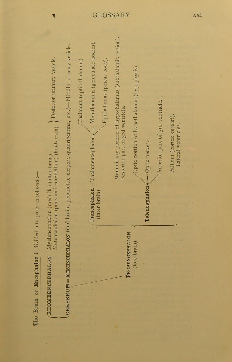 Lateral ventricles.