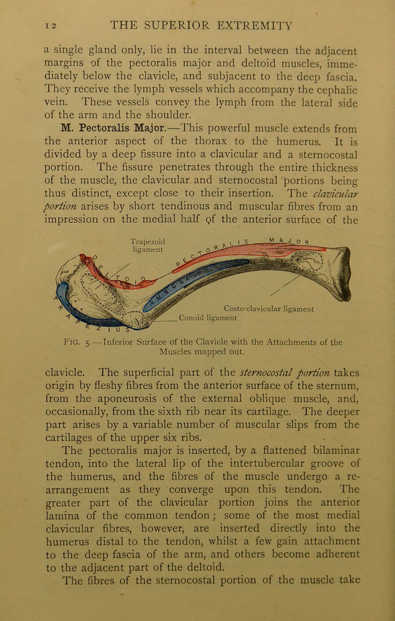 a single gland only, lie in the interval between the adjacent margins of the pectoralis major and deltoid muscles, imme- diately below the clavicle, and subjacent to the deep fascia. They receive the lymph vessels which accompany the cephalic vein. These vessels convey the lymph from the lateral side of the arm and the shoulder. M. Pectoralis Major.—This powerful muscle extends from the anterior aspect of the thorax to the humerus. It is divided by a deep fissure into a clavicular and a sternocostal portion. The fissure penetrates through the entire thickness of the muscle, the clavicular and sternocostal portions being thus distinct, except close to their insertion. The clavicular portion arises by short tendinous and muscular fibres from an impression on the medial half pf the anterior surface of the Fig. 5.—Inferior Surface of the Clavicle with the Attachments of the Muscles mapped out. clavicle. The superficial part of the sternocostal portion takes origin by fleshy fibres from the anterior surface of the sternum, from the aponeurosis of the external oblique muscle, and, occasionally, from the sixth rib near its cartilage. The deeper part arises by a variable number of muscular slips from the cartilages of the upper six ribs. The pectoralis major is inserted, by a flattened bilaminar tendon, into the lateral lip of the intertubercular groove of the humerus, and the fibres of the muscle undergo a re- arrangement as they converge upon this tendon. The greater part of the clavicular portion joins the anterior lamina of the common tendon; some of the most medial clavicular fibres, however, are inserted directly into the humerus distal to the tendon, whilst a few gain attachment to the deep fascia of the arm, and others become adherent to the adjacent part of the deltoid. The fibres of the sternocostal portion of the muscle take