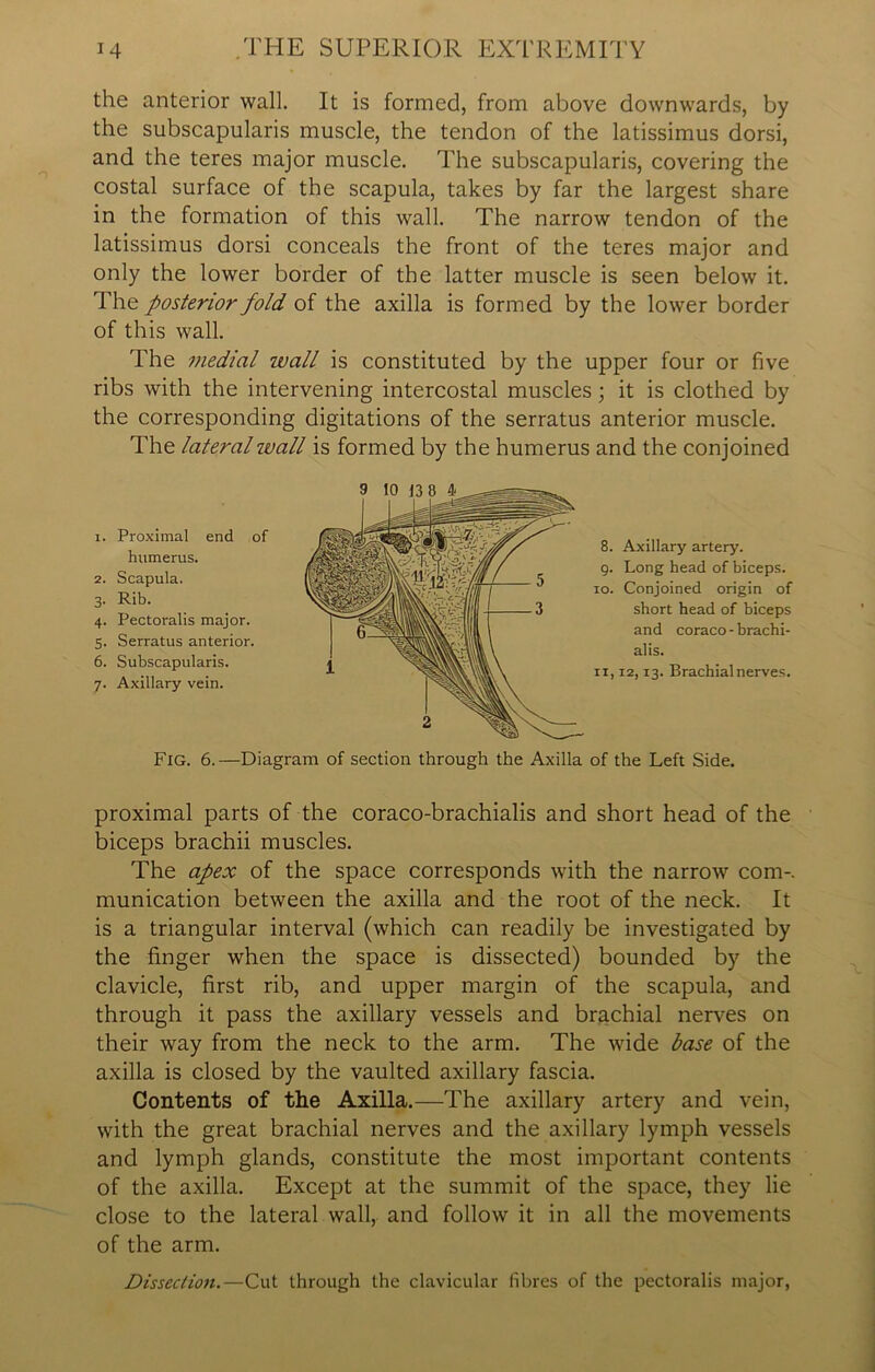 the anterior wall. It is formed, from above downwards, by the subscapularis muscle, the tendon of the latissimus dorsi, and the teres major muscle. The subscapularis, covering the costal surface of the scapula, takes by far the largest share in the formation of this wall. The narrow tendon of the latissimus dorsi conceals the front of the teres major and only the lower border of the latter muscle is seen below it. The posterior fold of the axilla is formed by the lower border of this wall. The medial wall is constituted by the upper four or five ribs with the intervening intercostal muscles; it is clothed by the corresponding digitations of the serratus anterior muscle. The lateral wall is formed by the humerus and the conjoined 1. Proximal end of humerus. 2. Scapula. 3. Rib. 4. Pectoralis major. 5. Serratus anterior. 6. Subscapularis. 7. Axillary vein. 8. Axillary artery. 9. Long head of biceps. 10. Conjoined origin of short head of biceps and coraco - brachi- al is. ix, 12,13. Brachial nerves. Fig. 6. —Diagram of section through the Axilla of the Left Side. proximal parts of the coraco-brachialis and short head of the biceps brachii muscles. The apex of the space corresponds with the narrow com-, munication between the axilla and the root of the neck. It is a triangular interval (which can readily be investigated by the finger when the space is dissected) bounded by the clavicle, first rib, and upper margin of the scapula, and through it pass the axillary vessels and brachial nerves on their way from the neck to the arm. The wide base of the axilla is closed by the vaulted axillary fascia. Contents of the Axilla.—The axillary artery and vein, with the great brachial nerves and the axillary lymph vessels and lymph glands, constitute the most important contents of the axilla. Except at the summit of the space, they lie close to the lateral wall, and follow it in all the movements of the arm. Dissection.—Cut through the clavicular fibres of the pectoralis major,