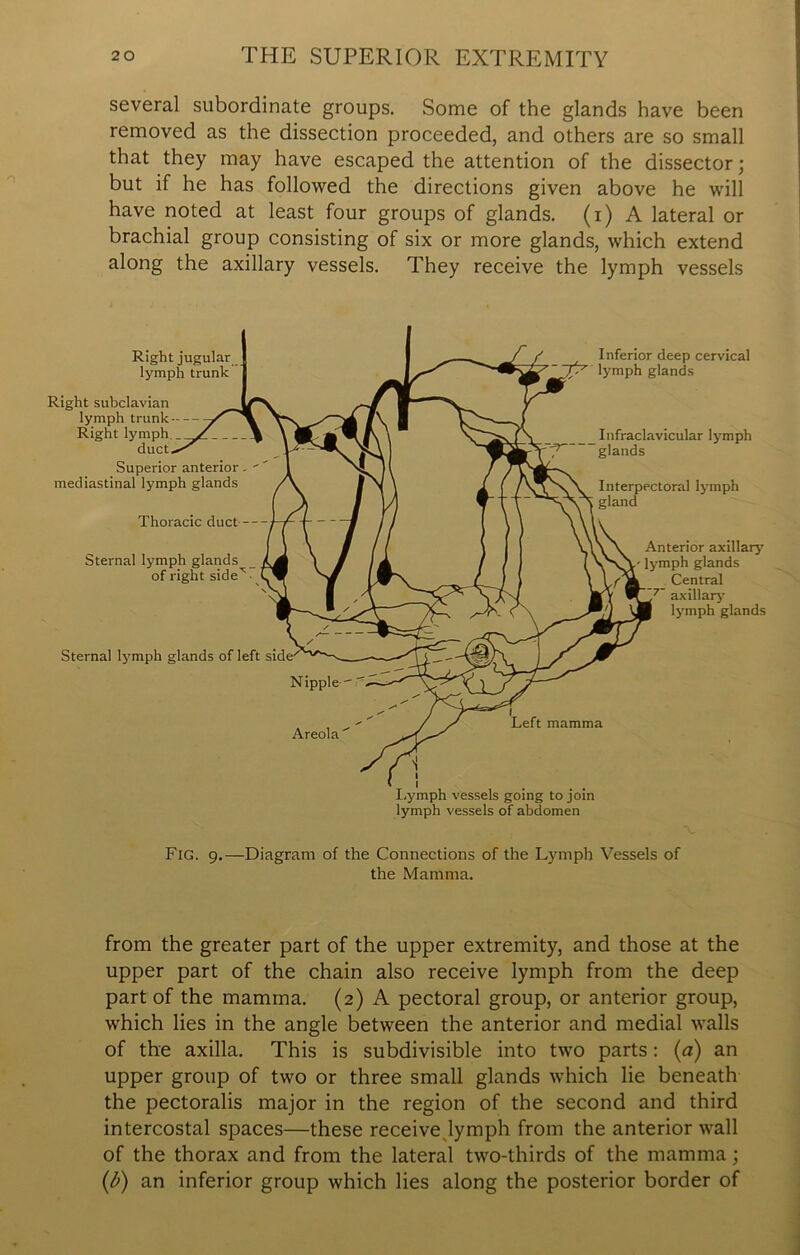 several subordinate groups. Some of the glands have been removed as the dissection proceeded, and others are so small that they may have escaped the attention of the dissector; but if he has followed the directions given above he will have noted at least four groups of glands, (i) A lateral or brachial group consisting of six or more glands, which extend along the axillary vessels. They receive the lymph vessels Right jugular lymph trunk Right subclavian lymph trunk-- Right lymph duct Superior anterior. ' mediastinal lymph glands Thoracic duct— Sternal lymph glands of right side Sternal lymph glands of left side Inferior deep cervical lymph glands _ Infraclavicular lymph glands Interpectoral lymph gland Anterior axillary- lymph glands _ Central 7 axillary lymph glands Areola Left mamma lymph vessels going to join lymph vessels of abdomen Fig. 9.—Diagram of the Connections of the Lymph Vessels of the Mamma. from the greater part of the upper extremity, and those at the upper part of the chain also receive lymph from the deep part of the mamma. (2) A pectoral group, or anterior group, which lies in the angle between the anterior and medial walls of the axilla. This is subdivisible into two parts: (a) an upper group of two or three small glands which lie beneath the pectoralis major in the region of the second and third intercostal spaces—these receive lymph from the anterior wall of the thorax and from the lateral two-thirds of the mamma; (b) an inferior group which lies along the posterior border of