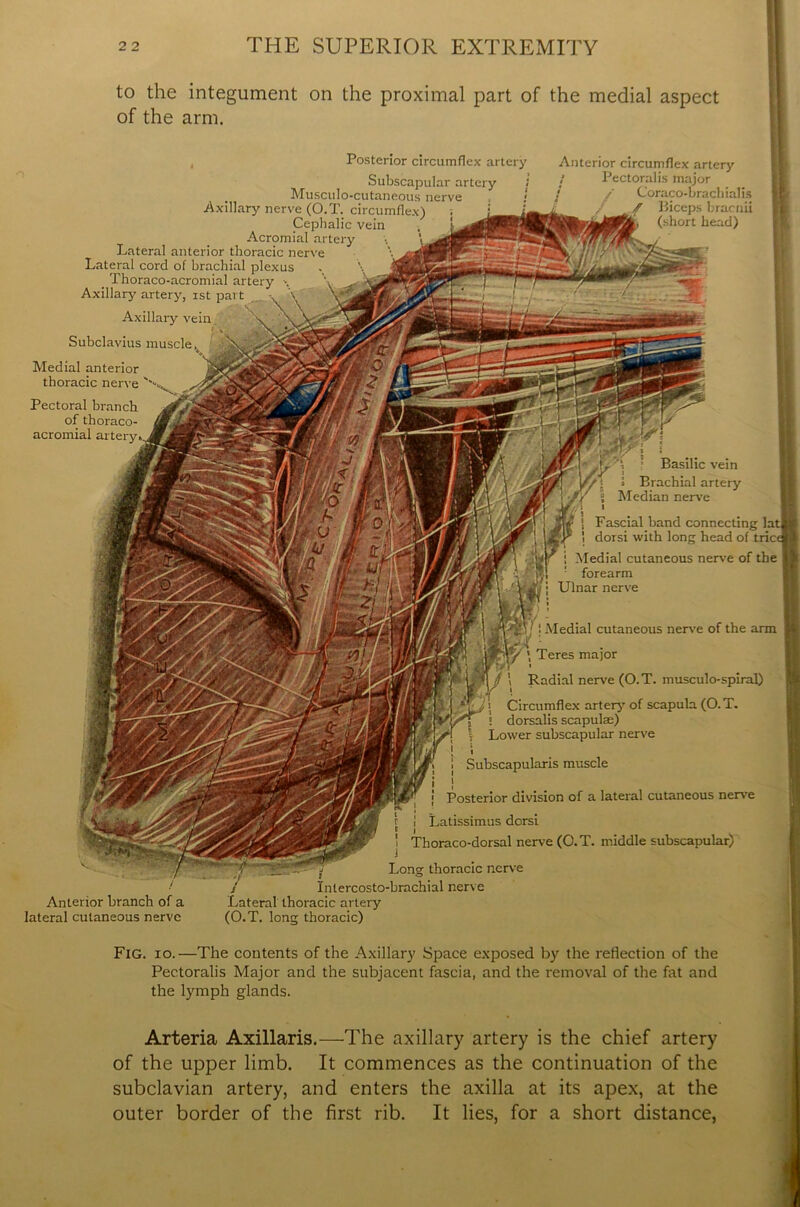 to the integument on the proximal part of the medial aspect of the arm. , Posterior circumflex artery Subscapular artery Musculo-cutaneous nerve Axillary nerve (O.T. circumflex) Cephalic vein Acromial artery Lateral anterior thoracic nerve Lateral cord of brachial plexus Thoraco-acromial artery Axillary artery, ist part Axillary vein Subclavius muscle Medial anterior thoracic nerve Pectoral branch of thoraco- acromial artery Anterior circumflex artery Pectoralis major Coraco-brachialis Biceps bracnii (short head) Anterior branch of a lateral cutaneous nerve - i „ Intercosto-brachial nerve Lateral thoracic artery (O.T. long thoracic) Basilic vein Brachial artery Median nerve Fascial band connecting la dorsi with long head of trie Medial cutaneous nerve of the forearm Ulnar nerve y - j 1 Medial cutaneous nerve of the arm \ Teres major Radial nerve (O.T. musculo-spiral) Circumflex artery of scapula (O.T. ! dorsalis scapulae) Lower subscapular nerve Subscapularis muscle Posterior division of a lateral cutaneous nerve I Latissimus dorsi ^ Thoraco-dorsal nerve (O.T. middle subscapular) Long thoracic nerve Fig. io.—The contents of the Axillary Space exposed by the reflection of the Pectoralis Major and the subjacent fascia, and the removal of the fat and the lymph glands. Arteria Axillaris.—The axillary artery is the chief artery of the upper limb. It commences as the continuation of the subclavian artery, and enters the axilla at its apex, at the outer border of the first rib. It lies, for a short distance,