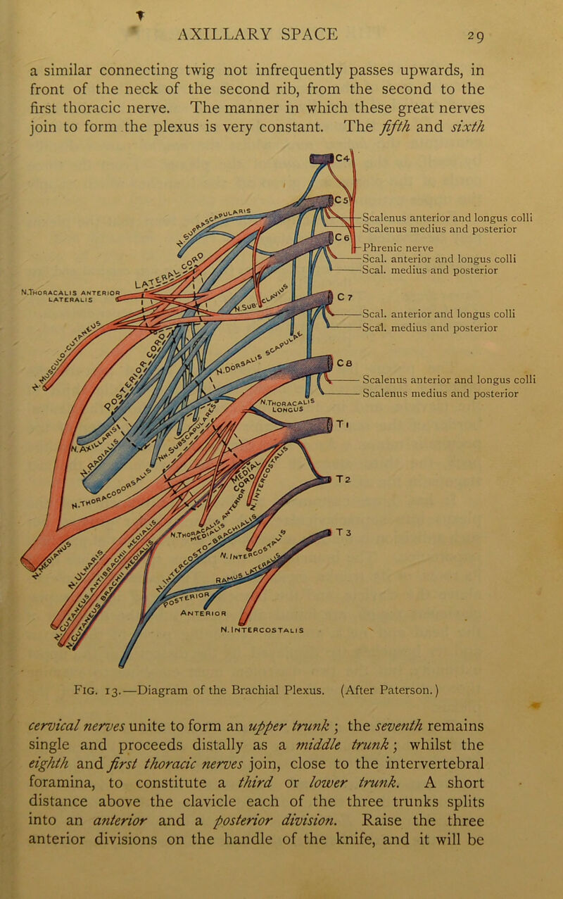 AXILLARY SPACE 29 a similar connecting twig not infrequently passes upwards, in front of the neck of the second rib, from the second to the first thoracic nerve. The manner in which these great nerves join to form the plexus is very constant. The fifth and sixth cervical nerves unite to form an upper trunk ; the seventh remains single and proceeds distally as a middle trunk; whilst the eighth and first thoracic nerves join, close to the intervertebral foramina, to constitute a third or lower trunk. A short distance above the clavicle each of the three trunks splits into an anterior and a posterior division. Raise the three anterior divisions on the handle of the knife, and it will be