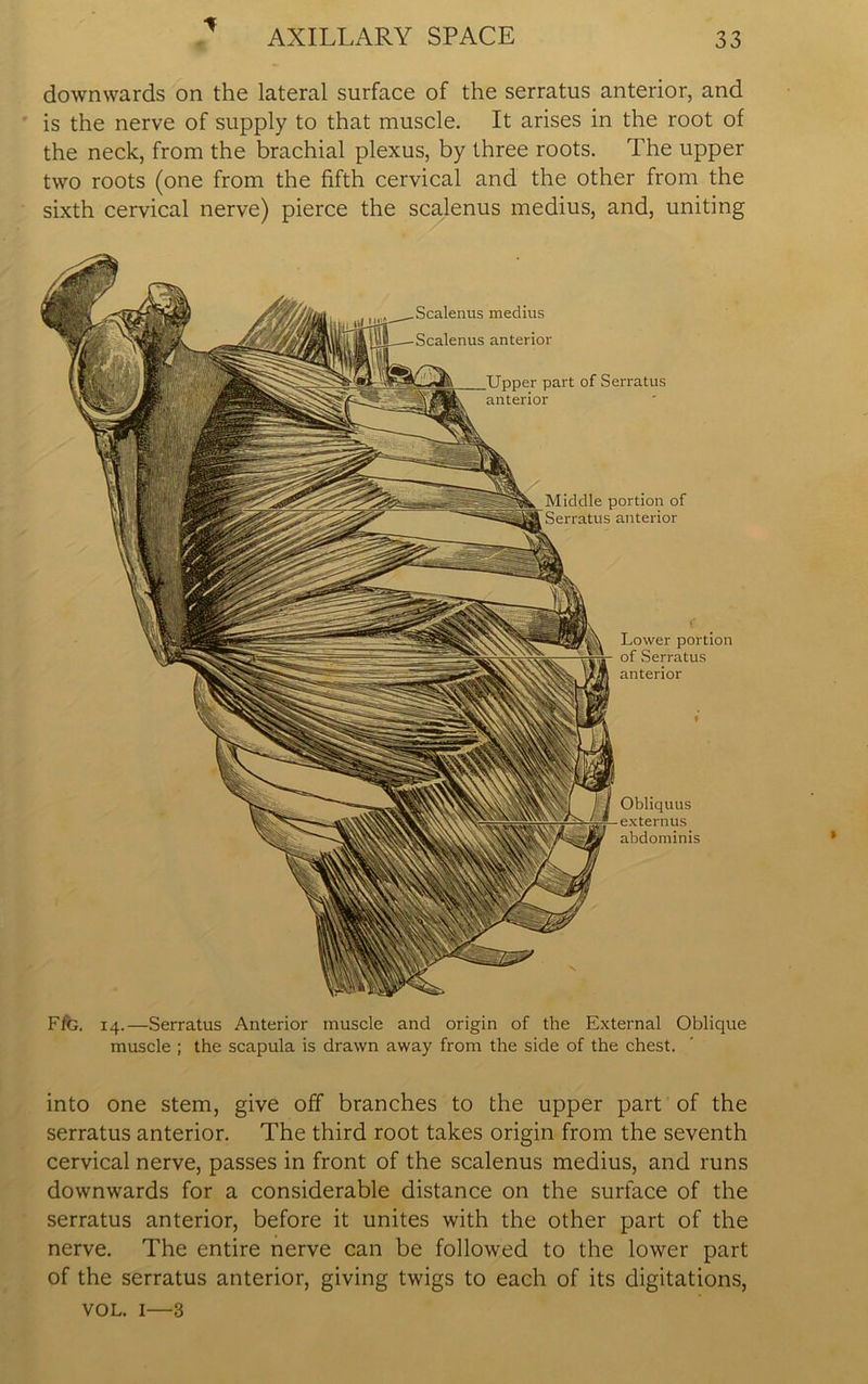 * C downwards on the lateral surface of the serratus anterior, and is the nerve of supply to that muscle. It arises in the root of the neck, from the brachial plexus, by three roots. The upper two roots (one from the fifth cervical and the other from the sixth cervical nerve) pierce the scalenus medius, and, uniting Scalenus medius Scalenus anterior pper part of Serratus anterior Middle portion of Serratus anterior Obliquus externus abdominis ( Lower portion of Serratus anterior Fib. 14.—Serratus Anterior muscle and origin of the External Oblique muscle ; the scapula is drawn away from the side of the chest. into one stem, give off branches to the upper part of the serratus anterior. The third root takes origin from the seventh cervical nerve, passes in front of the scalenus medius, and runs downwards for a considerable distance on the surface of the serratus anterior, before it unites with the other part of the nerve. The entire nerve can be followed to the lower part of the serratus anterior, giving twigs to each of its digitations, vol. 1—3