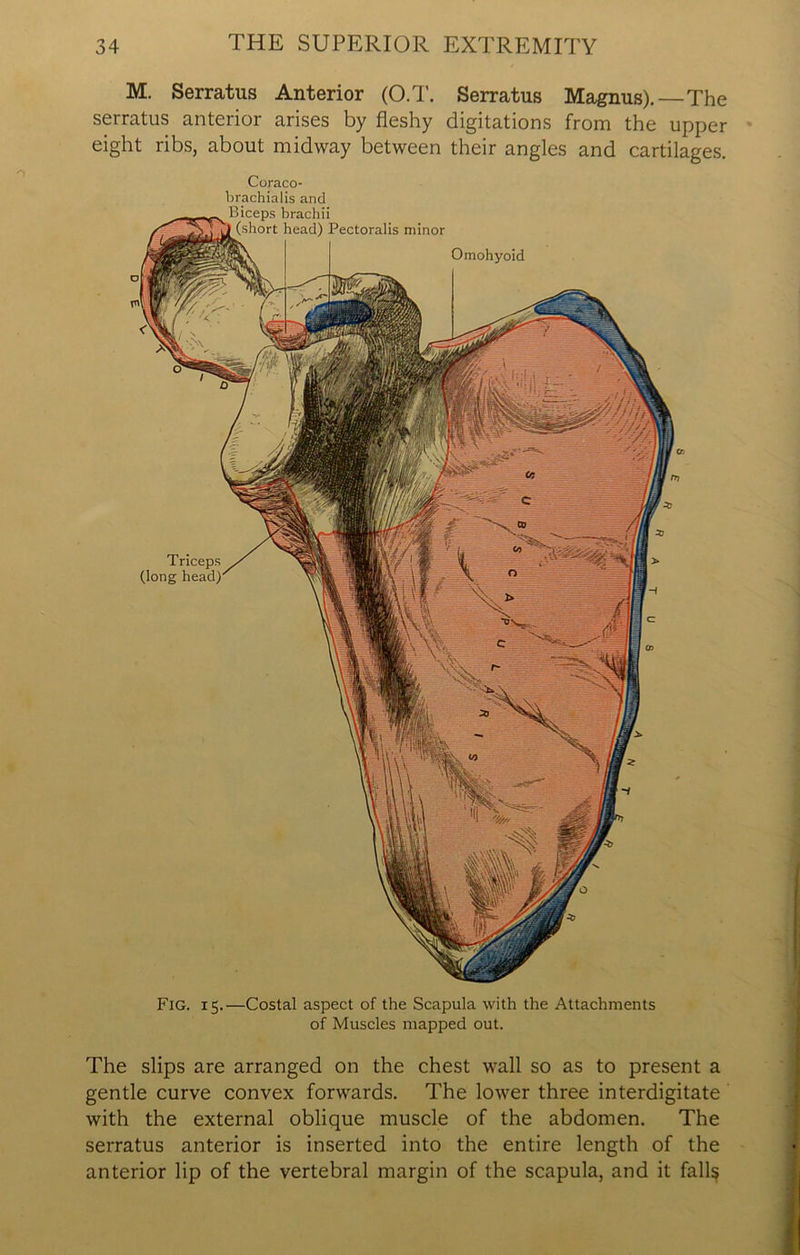 M. Serratus Anterior (O.T. Serratus Magnus).—The serratus anterior arises by fleshy digitations from the upper eight ribs, about midway between their angles and cartilages. Coraco- brachialis and Biceps brachii (short head) Pectoralis minor Omohyoid Triceps (long head Fig. 15.—Costal aspect of the Scapula with the Attachments of Muscles mapped out. The slips are arranged on the chest wall so as to present a gentle curve convex forwards. The lower three interdigitate with the external oblique muscle of the abdomen. The serratus anterior is inserted into the entire length of the anterior lip of the vertebral margin of the scapula, and it falls