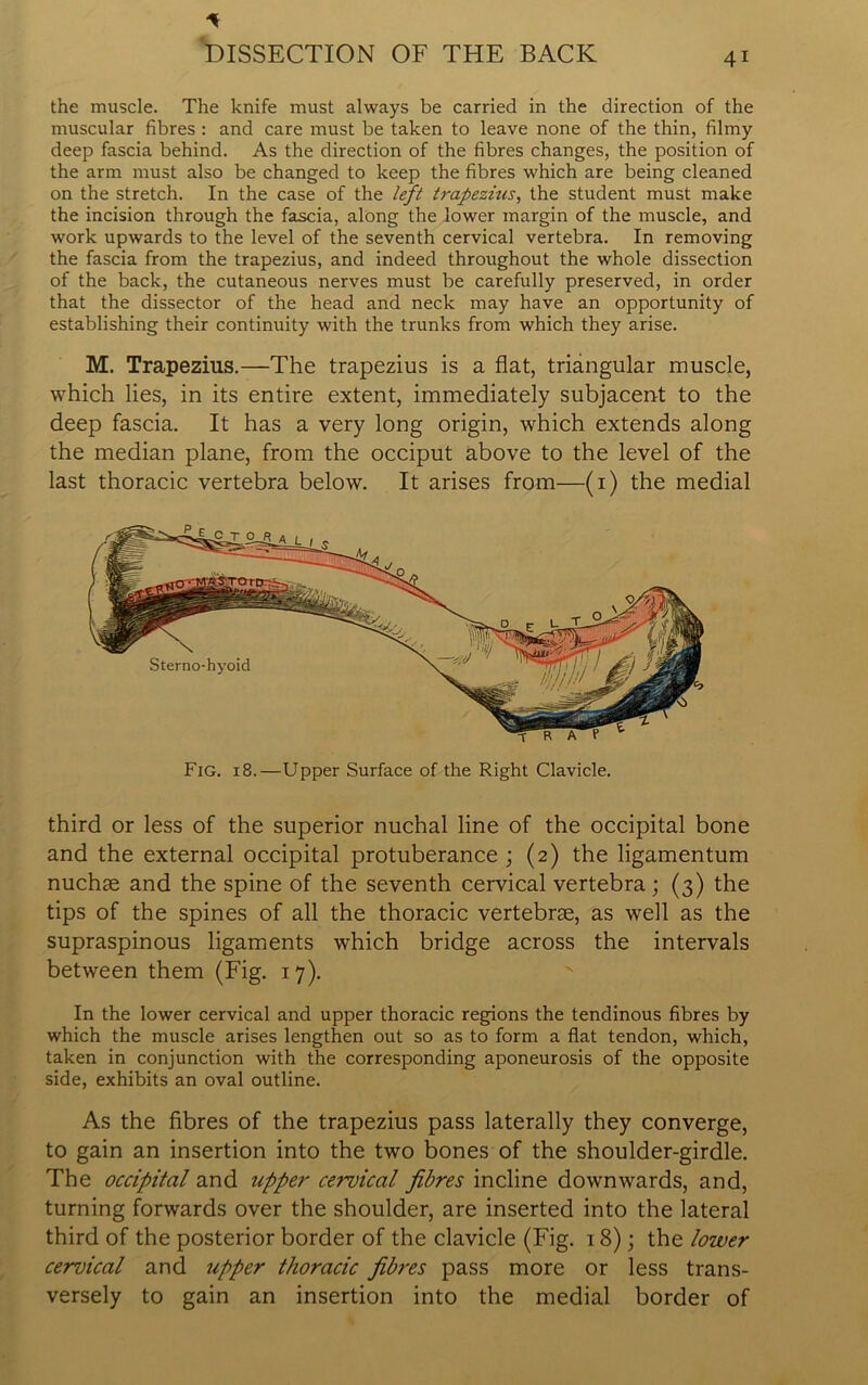 * the muscle. The knife must always be carried in the direction of the muscular fibres : and care must be taken to leave none of the thin, filmy deep fascia behind. As the direction of the fibres changes, the position of the arm must also be changed to keep the fibres which are being cleaned on the stretch. In the case of the left trapezuis, the student must make the incision through the fascia, along the lower margin of the muscle, and work upwards to the level of the seventh cervical vertebra. In removing the fascia from the trapezius, and indeed throughout the whole dissection of the back, the cutaneous nerves must be carefully preserved, in order that the dissector of the head and neck may have an opportunity of establishing their continuity with the trunks from which they arise. M. Trapezius.—The trapezius is a flat, triangular muscle, which lies, in its entire extent, immediately subjacent to the deep fascia. It has a very long origin, which extends along the median plane, from the occiput above to the level of the last thoracic vertebra below. It arises from—(i) the medial Fig. 18.—Upper Surface of the Right Clavicle. third or less of the superior nuchal line of the occipital bone and the external occipital protuberance ; (2) the ligamentum nuchse and the spine of the seventh cervical vertebra; (3) the tips of the spines of all the thoracic vertebrse, as well as the supraspinous ligaments which bridge across the intervals between them (Fig. 17). In the lower cervical and upper thoracic regions the tendinous fibres by which the muscle arises lengthen out so as to form a flat tendon, which, taken in conjunction with the corresponding aponeurosis of the opposite side, exhibits an oval outline. As the fibres of the trapezius pass laterally they converge, to gain an insertion into the two bones of the shoulder-girdle. The occipital and upper cervical fibres incline downwards, and, turning forwards over the shoulder, are inserted into the lateral third of the posterior border of the clavicle (Fig. 18); the lower cervical and upper thoracic fibres pass more or less trans- versely to gain an insertion into the medial border of