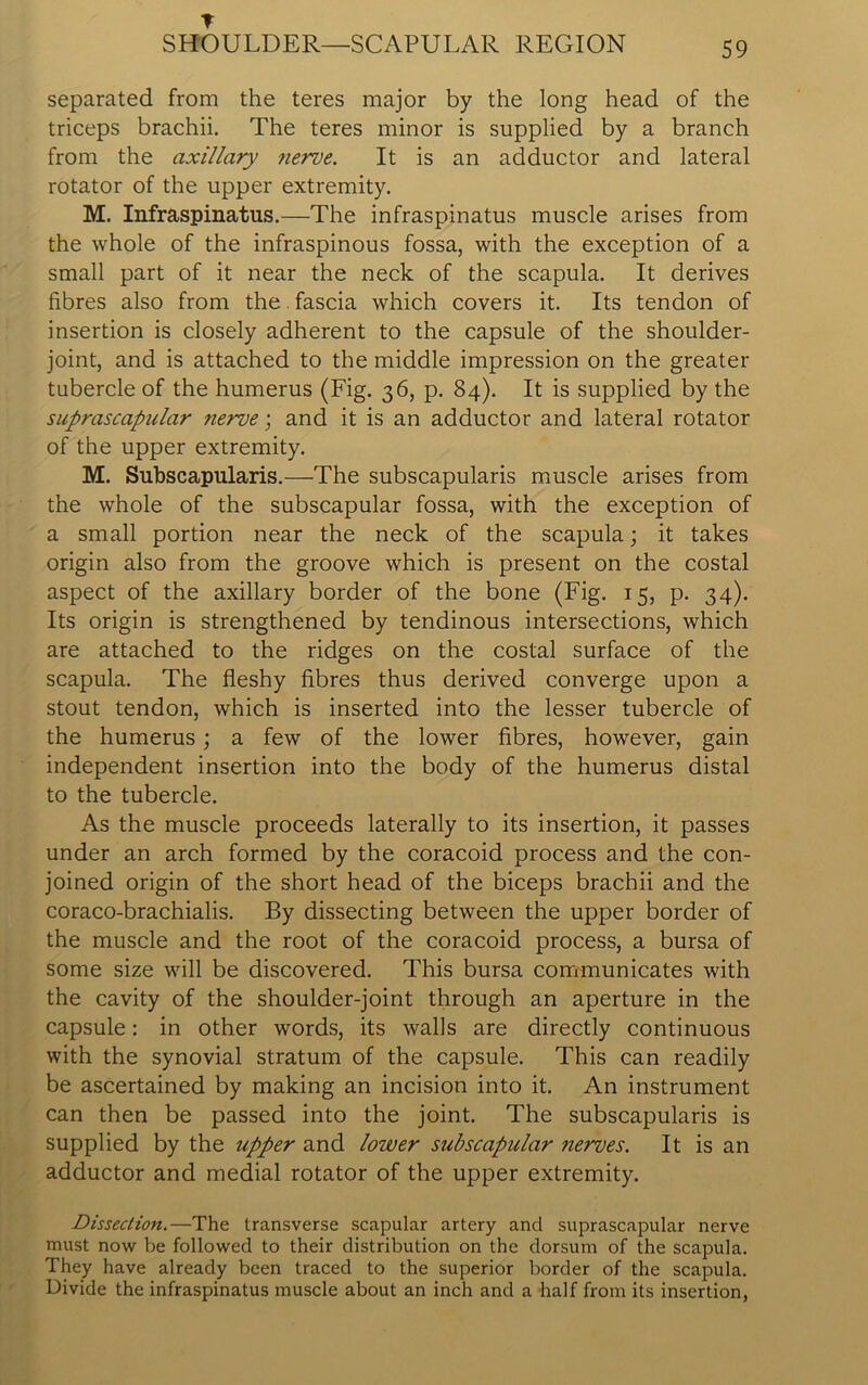 ▼ SHOULDER—SCAPULAR REGION 59 separated from the teres major by the long head of the triceps brachii. The teres minor is supplied by a branch from the axillary nerve. It is an adductor and lateral rotator of the upper extremity. M. Infraspinatus.—The infraspinatus muscle arises from the whole of the infraspinous fossa, with the exception of a small part of it near the neck of the scapula. It derives fibres also from the fascia which covers it. Its tendon of insertion is closely adherent to the capsule of the shoulder- joint, and is attached to the middle impression on the greater tubercle of the humerus (Fig. 36, p. 84). It is supplied by the suprascapular nerve; and it is an adductor and lateral rotator of the upper extremity. M. Subscapularis.—The subscapularis muscle arises from the whole of the subscapular fossa, with the exception of a small portion near the neck of the scapula; it takes origin also from the groove which is present on the costal aspect of the axillary border of the bone (Fig. 15, p. 34). Its origin is strengthened by tendinous intersections, which are attached to the ridges on the costal surface of the scapula. The fleshy fibres thus derived converge upon a stout tendon, which is inserted into the lesser tubercle of the humerus; a few of the lower fibres, however, gain independent insertion into the body of the humerus distal to the tubercle. As the muscle proceeds laterally to its insertion, it passes under an arch formed by the coracoid process and the con- joined origin of the short head of the biceps brachii and the coraco-brachialis. By dissecting between the upper border of the muscle and the root of the coracoid process, a bursa of some size will be discovered. This bursa communicates with the cavity of the shoulder-joint through an aperture in the capsule: in other words, its walls are directly continuous with the synovial stratum of the capsule. This can readily be ascertained by making an incision into it. An instrument can then be passed into the joint. The subscapularis is supplied by the upper and loiver subscapular nerves. It is an adductor and medial rotator of the upper extremity. Dissection.—The transverse scapular artery and suprascapular nerve must now be followed to their distribution on the dorsum of the scapula. They have already been traced to the superior border of the scapula. Divide the infraspinatus muscle about an inch and a half from its insertion,