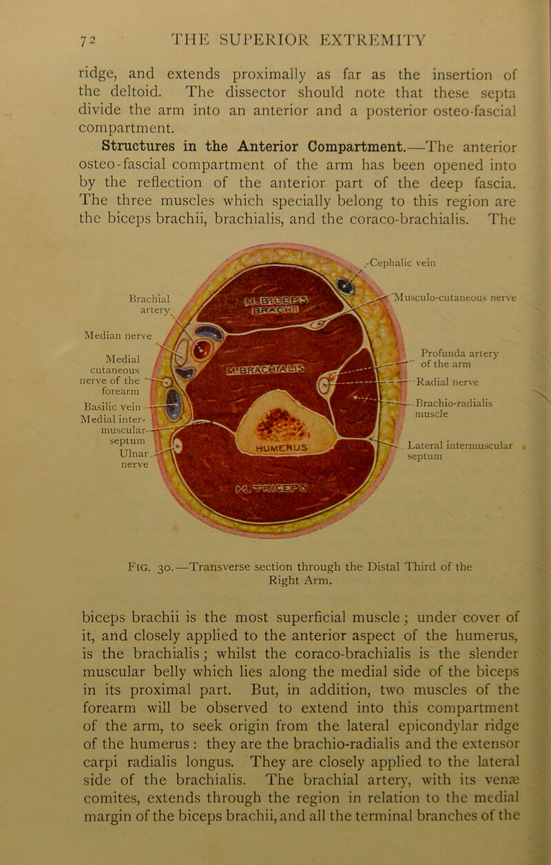 ridge, and extends proximally as far as the insertion of the deltoid. The dissector should note that these septa divide the arm into an anterior and a posterior osteo-fascial compartment. Structures in the Anterior Compartment.—The anterior osteo-fascial compartment of the arm has been opened into by the reflection of the anterior part of the deep fascia. The three muscles which specially belong to this region are the biceps brachii, brachialis, and the coraco-brachialis. The .•Cephalic vein Profunda artery m  of the arm i ■Radial nerve . Brachio-radialis muscle f Lateral intermuscular septum Brachial arterj^ Median nerve nerve cutaneous nerve of the forearm | Basilic vein • Medial inter- muscular- septum Ulnar. Medial Fig. 30.—Transverse section through the Distal Third of the Right Arm. biceps brachii is the most superficial muscle; under cover of it, and closely applied to the anterior aspect of the humerus, is the brachialis; whilst the coraco-brachialis is the slender muscular belly which lies along the medial side of the biceps in its proximal part. But, in addition, two muscles of the forearm will be observed to extend into this compartment of the arm, to seek origin from the lateral epicondylar ridge of the humerus : they are the brachio-radialis and the extensor carpi radialis longus. They are closely applied to the lateral side of the brachialis. The brachial artery, with its vente comites, extends through the region in relation to the medial margin of the biceps brachii, and all the terminal branches of the