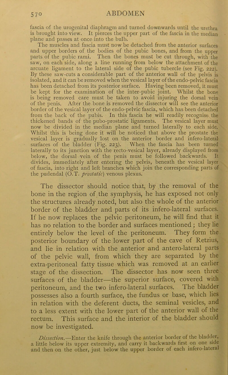 57° fascia of the urogenital diaphragm and turned downwards until the urethra is brought into view. It pierces the upper part of the fascia in the median plane and passes at once into the bulb. The muscles and fascia must now be detached from the anterior surfaces and upper borders of the bodies of the pubic bones, and from the upper parts of the pubic rami. Then the bones must be cut through, with the saw, on each side, along a line running from below the attachment of the arcuate ligament to the lateral side of the pubic tubercle (see Fig. 222). By these saw-cuts a considerable part of the anterior wall of the pelvis is isolated, and it can be removed when the vesical layer of the endo-pelvic fascia has been detached from its posterior surface. Having been removed, it must be kept for the examination of the inter-pubic joint. Whilst the bone is being removed care must be taken to avoid injuring the dorsal vein of the penis. After the bone is removed the dissector will see the anterior border of the vesical layer of the endo-pelvic fascia, which has been detached from the back of the pubis. In this fascia he will readily recognise the thickened bands of the pubo-prostatic ligaments. The vesical layer must now be divided in the median plane and turned laterally to each side. Whilst this is being done it will be noticed that above the prostate the vesical layer is gradually lost on the anterior border and infero-lateral surfaces of the bladder (Fig. 223). When the fascia has been turned laterally to its junction with the recto-vesical layer, already displayed from below, the dorsal vein of the penis must be followed backwards. It divides, immediately after entering the pelvis, beneath the vesical layer of fascia, into right and left branches which join the corresponding parts of the pudendal (O.T. prostatic) venous plexus. The dissector should notice that, by the removal of the bone in the region of the symphysis, he has exposed not only the structures already noted, but also the whole of the anterior border of the bladder and parts of its infero-lateral surfaces. If he now replaces the pelvic peritoneum, he will find that it has no relation to the border and surfaces mentioned; they lie entirely below the level of the peritoneum. They form the posterior boundary of the lower part of the cave of Retzius, and lie in relation with the anterior and antero-lateral parts of the pelvic wall, from which they are separated by the extra-peritoneal fatty tissue which was removed at an earlier stage of the dissection. The dissector has now seen three surfaces of the bladder—the superior surface, covered with peritoneum, and the two infero-lateral surfaces. The bladder possesses also a fourth surface, the fundus or base, which lies in relation with the deferent ducts, the seminal vesicles, and to a less extent with the lower part of the anterior wall of the rectum. This surface and the interior of the bladder should now be investigated. Dissection.—Enter the knife through the anterior border of the bladder, a little below its upper extremity, and carry it backwards first on one side and then on the other, just below the upper border of each infero-lateral
