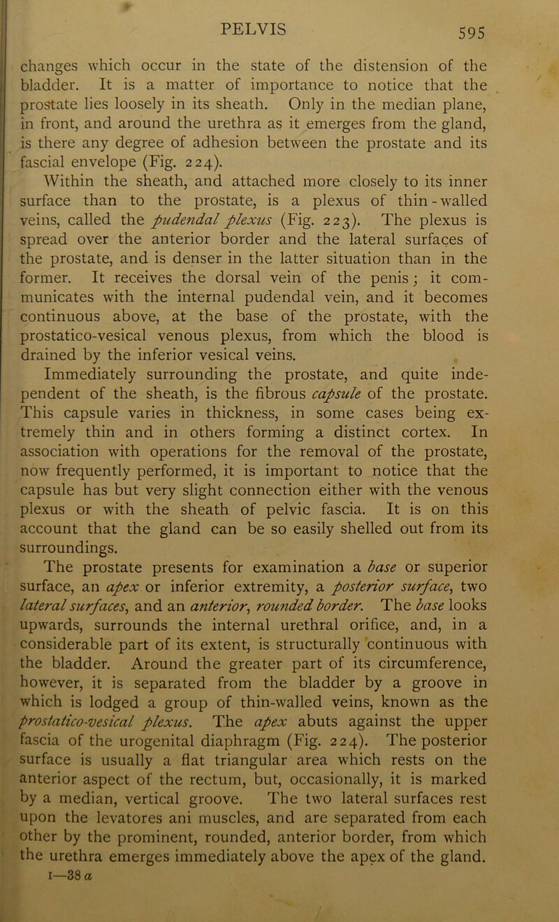 changes which occur in the state of the distension of the bladder. It is a matter of importance to notice that the prostate lies loosely in its sheath. Only in the median plane, in front, and around the urethra as it emerges from the gland, is there any degree of adhesion between the prostate and its fascial envelope (Fig. 224). Within the sheath, and attached more closely to its inner surface than to the prostate, is a plexus of thin - walled veins, called the pudendal plexus (Fig. 223). The plexus is spread over the anterior border and the lateral surfaces of the prostate, and is denser in the latter situation than in the former. It receives the dorsal vein of the penis; it com- municates with the internal pudendal vein, and it becomes continuous above, at the base of the prostate, with the prostatico-vesical venous plexus, from which the blood is drained by the inferior vesical veins. Immediately surrounding the prostate, and quite inde- pendent of the sheath, is the fibrous capsule of the prostate. This capsule varies in thickness, in some cases being ex- tremely thin and in others forming a distinct cortex. In association with operations for the removal of the prostate, now frequently performed, it is important to notice that the capsule has but very slight connection either with the venous plexus or with the sheath of pelvic fascia. It is on this account that the gland can be so easily shelled out from its surroundings. The prostate presents for examination a base or superior surface, an apex or inferior extremity, a posterior surface, two lateral surfaces, and an anterior, rounded border. The base looks upwards, surrounds the internal urethral orifice, and, in a considerable part of its extent, is structurally continuous with the bladder. Around the greater part of its circumference, however, it is separated from the bladder by a groove in which is lodged a group of thin-walled veins, known as the prostatico-vesical plexus. The apex abuts against the upper fascia of the urogenital diaphragm (Fig. 224). The posterior surface is usually a flat triangular area which rests on the anterior aspect of the rectum, but, occasionally, it is marked by a median, vertical groove. The two lateral surfaces rest upon the levatores ani muscles, and are separated from each other by the prominent, rounded, anterior border, from which the urethra emerges immediately above the apex of the gland.