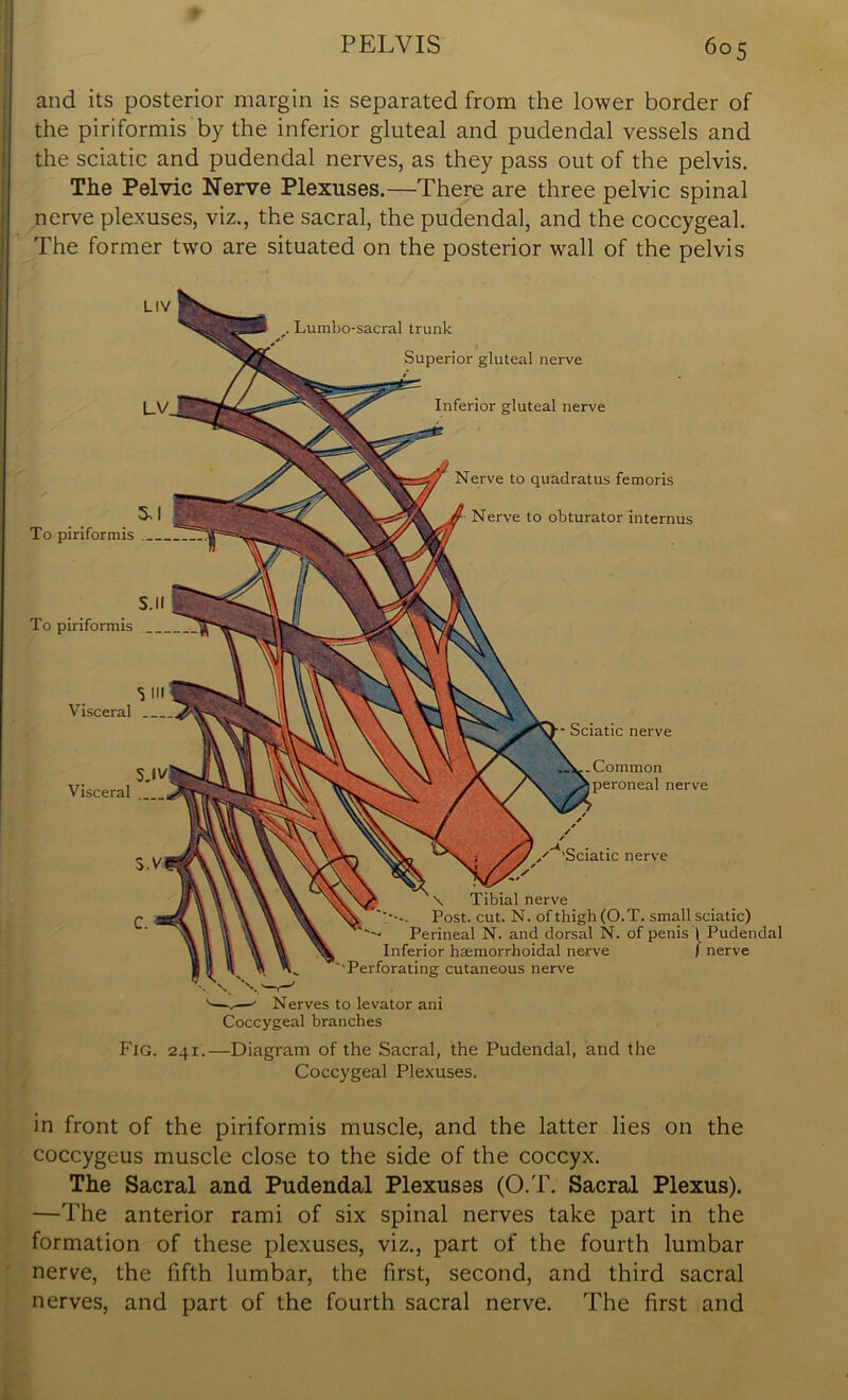 and its posterior margin is separated from the lower border of the piriformis by the inferior gluteal and pudendal vessels and the sciatic and pudendal nerves, as they pass out of the pelvis. The Pelvic Nerve Plexuses.—There are three pelvic spinal nerve plexuses, viz., the sacral, the pudendal, and the coccygeal. The former two are situated on the posterior wall of the pelvis LIV Lumbo-sacral trunk ■ Superior gluteal nerve Inferior gluteal nerve 5J To piriformis Nerve to quadratus femoris Nerve to obturator internus s.ll To piriformis III Visceral SJ Visceral ... Sciatic nerve .Common peroneal nerve \ Tibial nerve Post. cut. N. of thigh (O.T. small sciatic) Perineal N. and dorsal N. of penis \ Pudendal Inferior htemorrhoidal nerve f nerve 'Perforating cutaneous nerve —.—- Nerves to levator ani Coccygeal branches Fig. 241.—Diagram of the Sacral, the Pudendal, and the Coccygeal Plexuses. in front of the piriformis muscle, and the latter lies on the coccygeus muscle close to the side of the coccyx. The Sacral and Pudendal Plexuses (O.T. Sacral Plexus). —The anterior rami of six spinal nerves take part in the formation of these plexuses, viz., part of the fourth lumbar nerve, the fifth lumbar, the first, second, and third sacral nerves, and part of the fourth sacral nerve. The first and