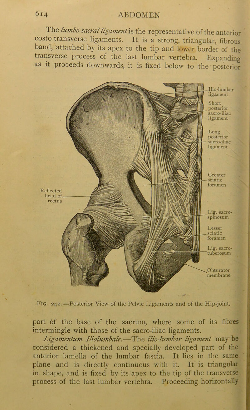 1 he lumbosacral ligament is the representative of the anterior costo-transverse ligaments. It is a strong, triangular, fibrous band, attached by its apex to the tip and lower border of the transverse process of the last lumbar vertebra. Expanding as it proceeds downwards, it is fixed below to the posterior Reflected head rectus Ilio-Iumbar ligament Short posterior sacro-iliac ligament Long _ posterior sacro-iliac ligament Greater sciatic foramen Obturator membrane sacro- spinosum Lesser sciatic foramen Fig. 242.—Posterior View of the Pelvic Ligaments and of the Hip-joint. part of the base of the sacrum, where some of its fibres intermingle with those of the sacro-iliac ligaments. Ligamentum lliolumbale.—The ilio-lumbar ligament may be considered a thickened and specially developed part of the anterior lamella of the lumbar fascia. It lies in the same plane and is directly continuous with it. It is triangular in shape, and is fixed by its apex to the tip of the transverse process of the last lumbar vertebra. Proceeding horizontally