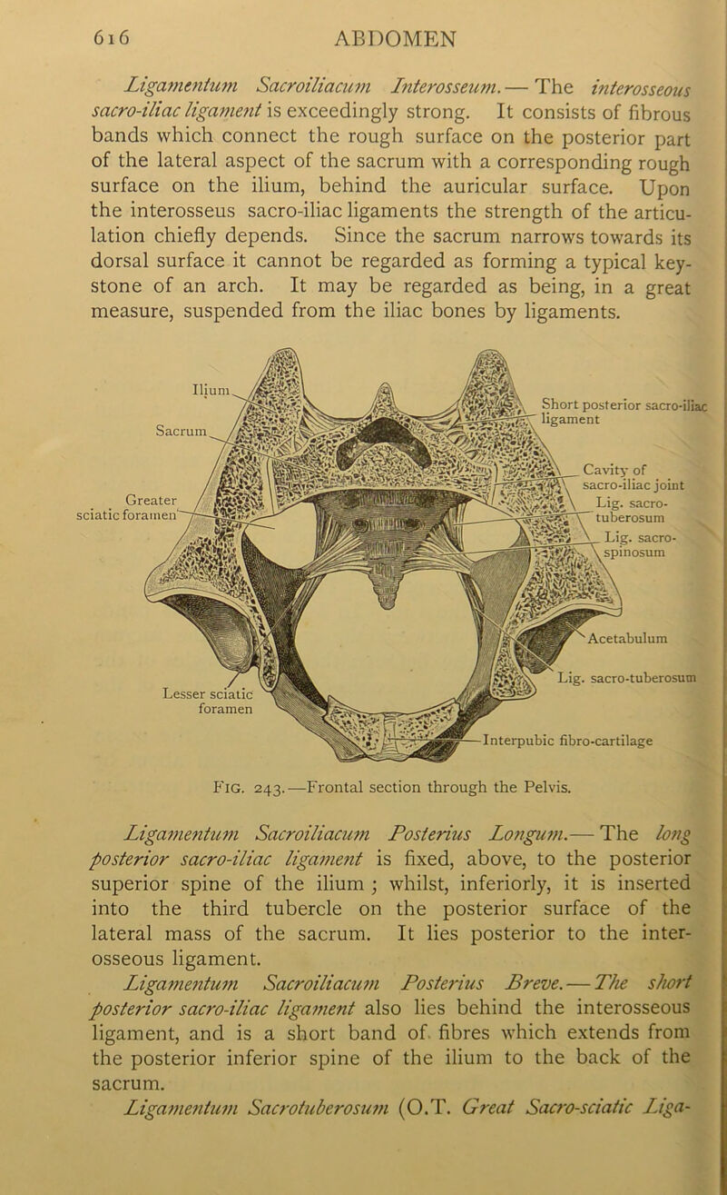 Ligammtum Sacroiliacum Interosseum. — The interosseous sacro-iliac ligament is exceedingly strong. It consists of fibrous bands which connect the rough surface on the posterior part of the lateral aspect of the sacrum with a corresponding rough surface on the ilium, behind the auricular surface. Upon the interosseus sacro-iliac ligaments the strength of the articu- lation chiefly depends. Since the sacrum narrows towards its dorsal surface it cannot be regarded as forming a typical key- stone of an arch. It may be regarded as being, in a great measure, suspended from the iliac bones by ligaments. Lesser foramen Acetabulum Lig. sacro-tuberosum Interpubic fibro-cartilage Greater sciatic foramen Short posterior sacro-iliac ligament Sacrum Cavity of sacro-iliac joint Lig. sacro- tuberosum Lig. sacro- spinosum Fig. 243.—Frontal section through the Pelvis. Ligamentum Sacroiliacum Posterius Longum.— The long posterior sacro-iliac ligament is fixed, above, to the posterior superior spine of the ilium ; whilst, inferiorly, it is inserted into the third tubercle on the posterior surface of the lateral mass of the sacrum. It lies posterior to the inter- osseous ligament. Ligaj?ientum Sacroiliacum Posterius Breve. — The short posterior sacro-iliac ligament also lies behind the interosseous ligament, and is a short band of. fibres which extends from the posterior inferior spine of the ilium to the back of the sacrum. Ligamentum Sacrotuberosum (O.T. Great Sacro-sciatic Liga-