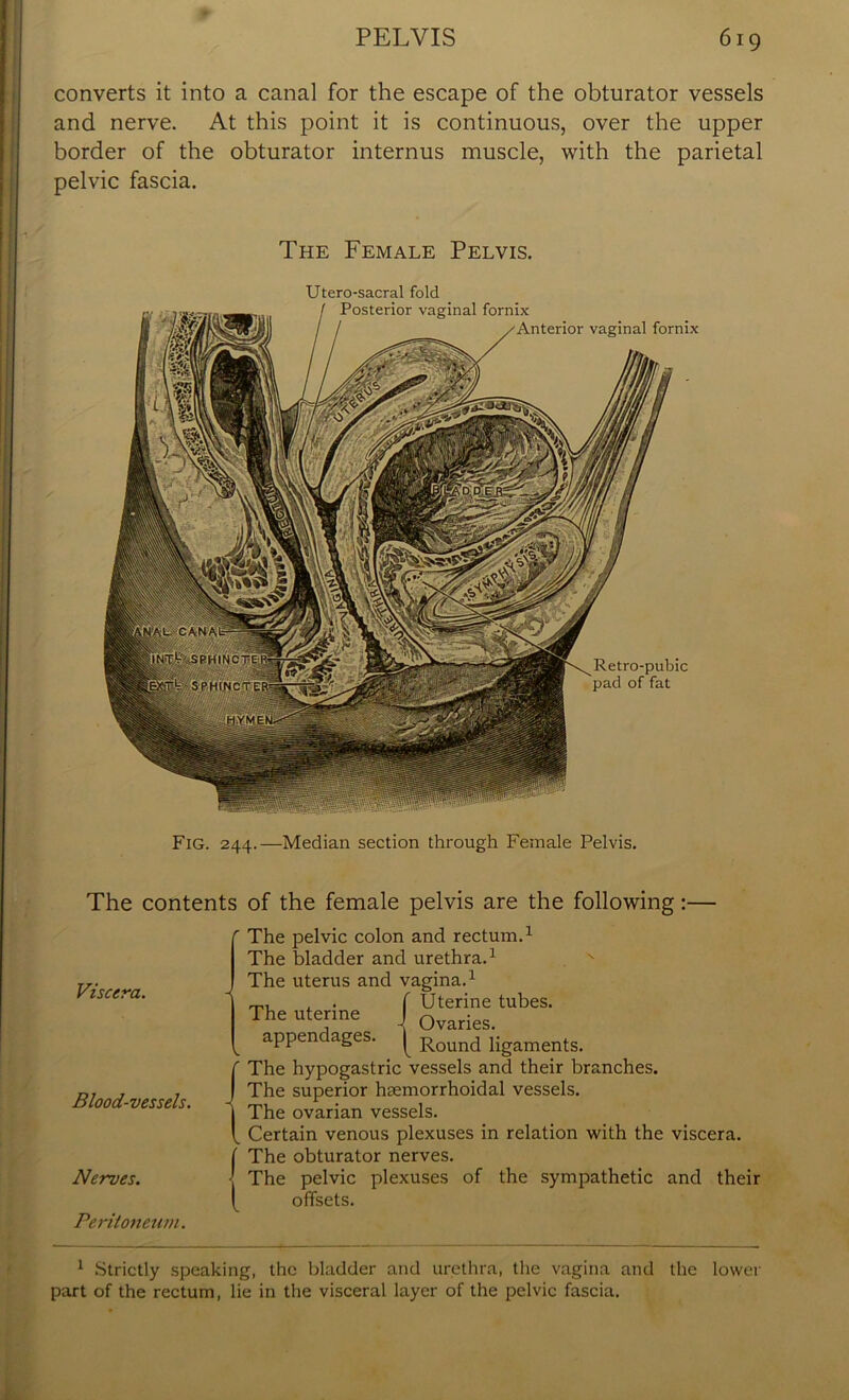 converts it into a canal for the escape of the obturator vessels and nerve. At this point it is continuous, over the upper border of the obturator internus muscle, with the parietal pelvic fascia. The Female Pelvis. Utero-sacral fold Fig. 244.—Median section through Female Pelvis. The contents of the female pelvis are the following:— Viscera. Blood-vessels. Nerves. Peritoneum. The pelvic colon and rectum.1 The bladder and urethra.1 The uterus and vagina.1 a . f Uterine tubes. The uterine I 0varies. appendages. | Rolmd Iigaments. The hypogastric vessels and their branches. The superior hsemorrhoidal vessels. The ovarian vessels. Certain venous plexuses in relation with the viscera. The obturator nerves. The pelvic plexuses of the sympathetic and their offsets. 1 Strictly speaking, the bladder and urethra, the vagina and the lower part of the rectum, lie in the visceral layer of the pelvic fascia.