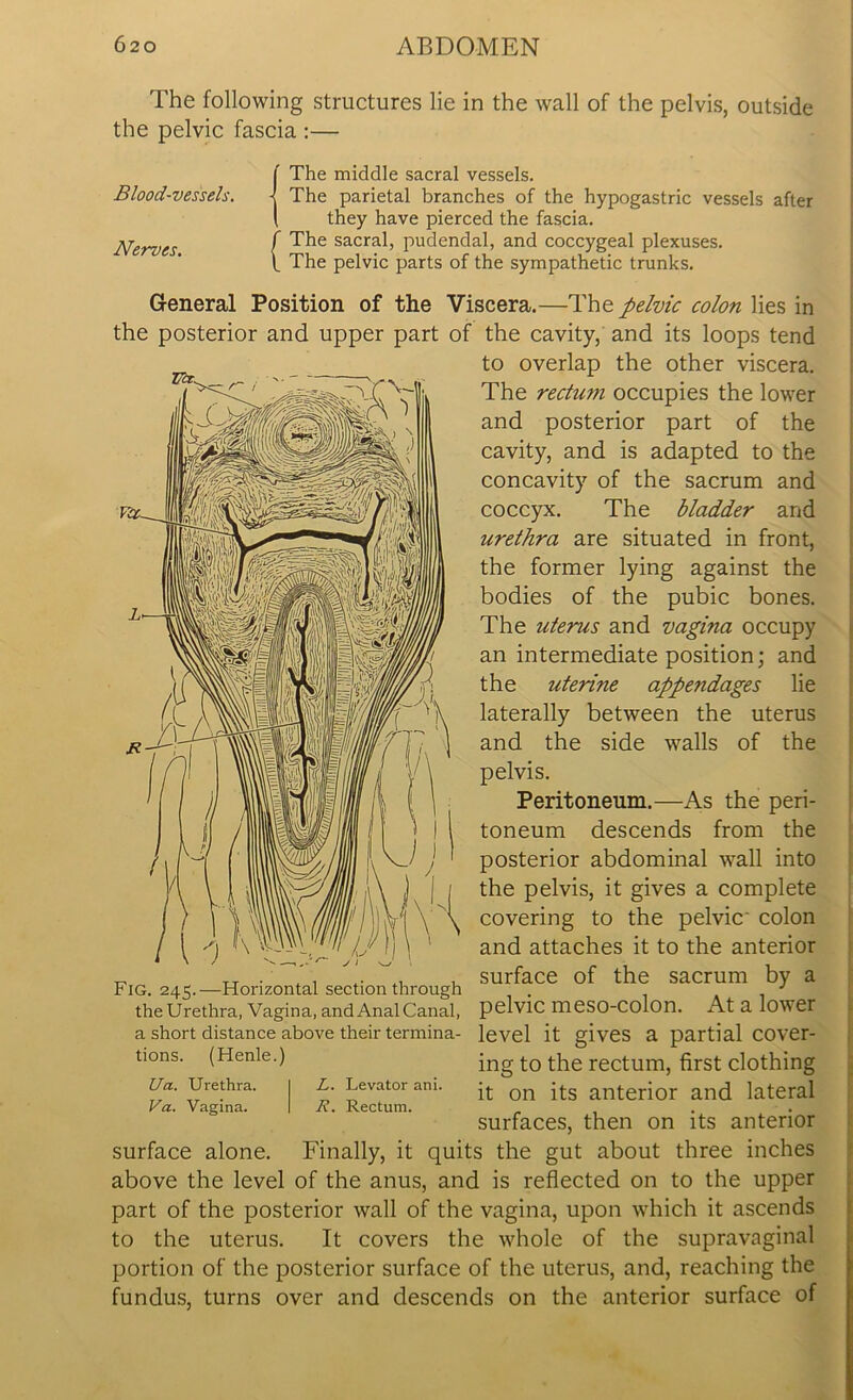 The following structures lie in the wall of the pelvis, outside the pelvic fascia :— (The middle sacral vessels. The parietal branches of the hypogastric vessels after they have pierced the fascia. jyerves f The sacral, pudendal, and coccygeal plexuses. f The pelvic parts of the sympathetic trunks. General Position of the Viscera.—The pelvic colon lies in the posterior and upper part of the cavity, and its loops tend to overlap the other viscera. The rectum occupies the lower and posterior part of the cavity, and is adapted to the concavity of the sacrum and coccyx. The bladder and urethra are situated in front, the former lying against the bodies of the pubic bones. The uterus and vagina occupy an intermediate position; and the uterine appe?idages lie laterally between the uterus and the side walls of the pelvis. Peritoneum.—As the peri- toneum descends from the posterior abdominal wall into the pelvis, it gives a complete covering to the pelvic colon and attaches it to the anterior „ TT . ' , , o , surface of the sacrum by a Fig. 245.—Horizontal section through J the Urethra, Vagina, and Anal Canal, pelvic meso-Colon. At a lower a short distance above their termina- level it gives a partial COVer- tions. (Henle.) ing to the rectum, first clothing Ua. Urethra. I L. Levator am. Qn ^ anterior and lateral Va. Vagina. I R. Rectum. surfaces, then on its anterior surface alone. Finally, it quits the gut about three inches above the level of the anus, and is reflected on to the upper part of the posterior wall of the vagina, upon which it ascends to the uterus. It covers the whole of the supravaginal portion of the posterior surface of the uterus, and, reaching the fundus, turns over and descends on the anterior surface of