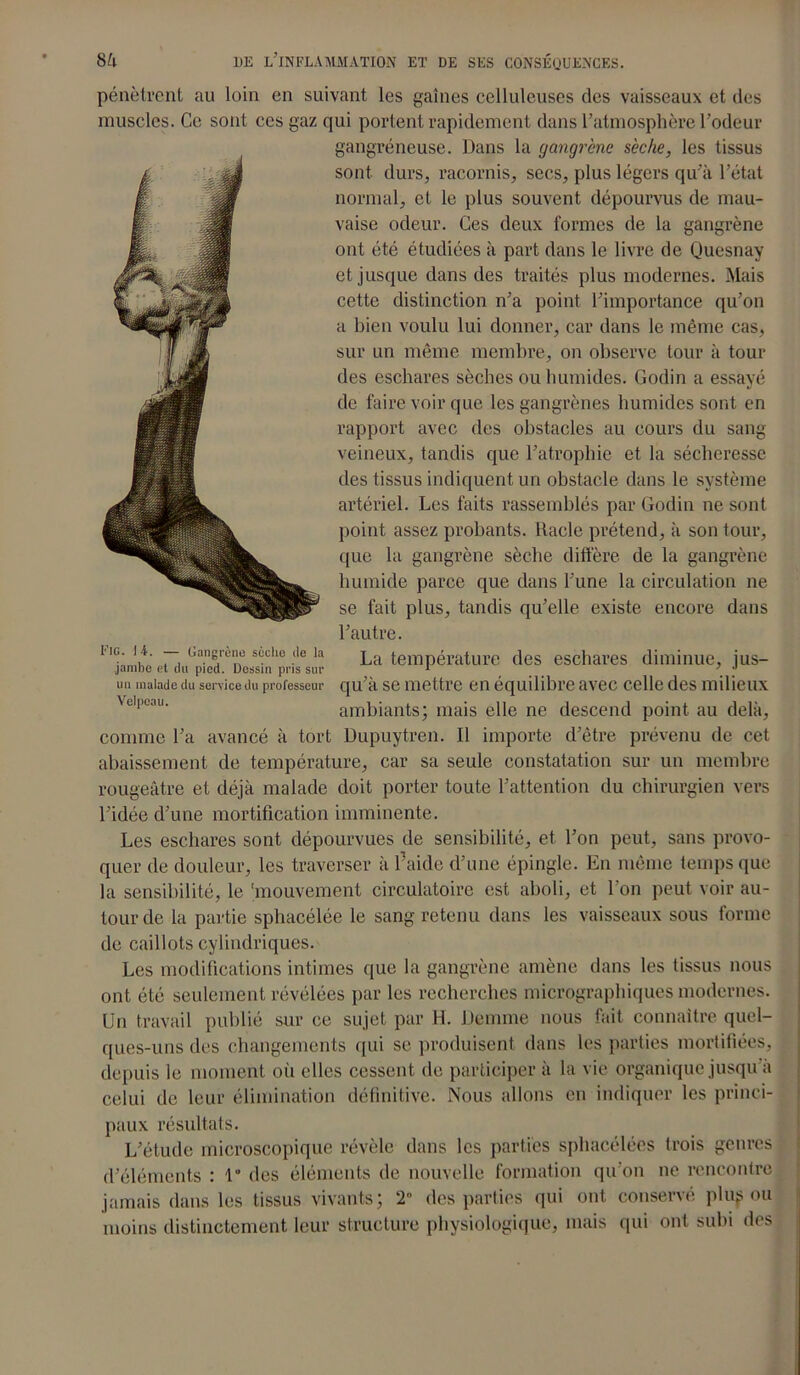 pénètrent au loin en suivant les gaines celluleuses des vaisseaux et des muscles. Ce sont ces gaz qui portent rapidement dans l’atmosphère l’odeur gangréneuse. Dans la gangrène sèche, les tissus sont durs, racornis, secs, plus légers qu’à l’état normal, et le plus souvent dépourvus de mau- vaise odeur. Ces deux formes de la gangrène ont été étudiées à part dans le livre de Quesnay et jusque dans des traités plus modernes. Mais cette distinction n’a point l’importance qu’on a bien voulu lui donner, car dans le même cas, sur un même membre, on observe tour à tour des eschares sèches ou humides. Godin a essayé de faire voir que les gangrènes humides sont en rapport avec des obstacles au cours du sang veineux, tandis que l’atrophie et la sécheresse des tissus indiquent un obstacle dans le système artériel. Les faits rassemblés par Godin ne sont point assez probants. Racle prétend, à son tour, que la gangrène sèche diffère de la gangrène humide parce que dans l’une la circulation ne se fait plus, tandis qu’elle existe encore dans l’autre. IIG; !,*• 7i üa.ngrce scchc .,le la La température des eschares diminue, jus- un malade du service du professeur qu’à se mettre en équilibre avec celle des milieux Vell'oau' ambiants; mais elle ne descend point au delà, comme l’a avancé à tort Dupuytren. Il importe d’être prévenu de cet abaissement de température, car sa seule constatation sur un membre rougeâtre et déjà malade doit porter toute l’attention du chirurgien vers l’idée d’une mortification imminente. Les eschares sont dépourvues de sensibilité, et l’on peut, sans provo- quer de douleur, les traverser à l’aide d’une épingle. En même temps que la sensibilité, le 'mouvement circulatoire est aboli, et l’on peut voir au- tour de la partie sphacélée le sang retenu dans les vaisseaux sous forme de caillots cylindriques. Les modifications intimes que la gangrène amène dans les tissus nous ont été seulement révélées par les recherches micrographiques modernes. Un travail publié sur ce sujet par H. Demme nous fait connaître quel- ques-uns des changements qui se produisent dans les parties mortifiées, depuis le moment oii elles cessent de participer à la vie organique jusqu a celui de leur élimination définitive. Nous allons en indiquer les princi- paux résultats. L’étude microscopique révèle dans les parties sphacélées trois genres d’éléments : 1“ des éléments de nouvelle formation qu’on ne rencontre jamais dans les tissus vivants; T des parties qui ont conservé plup ou moins distinctement leur structure physiologique, mais qui ont subi des