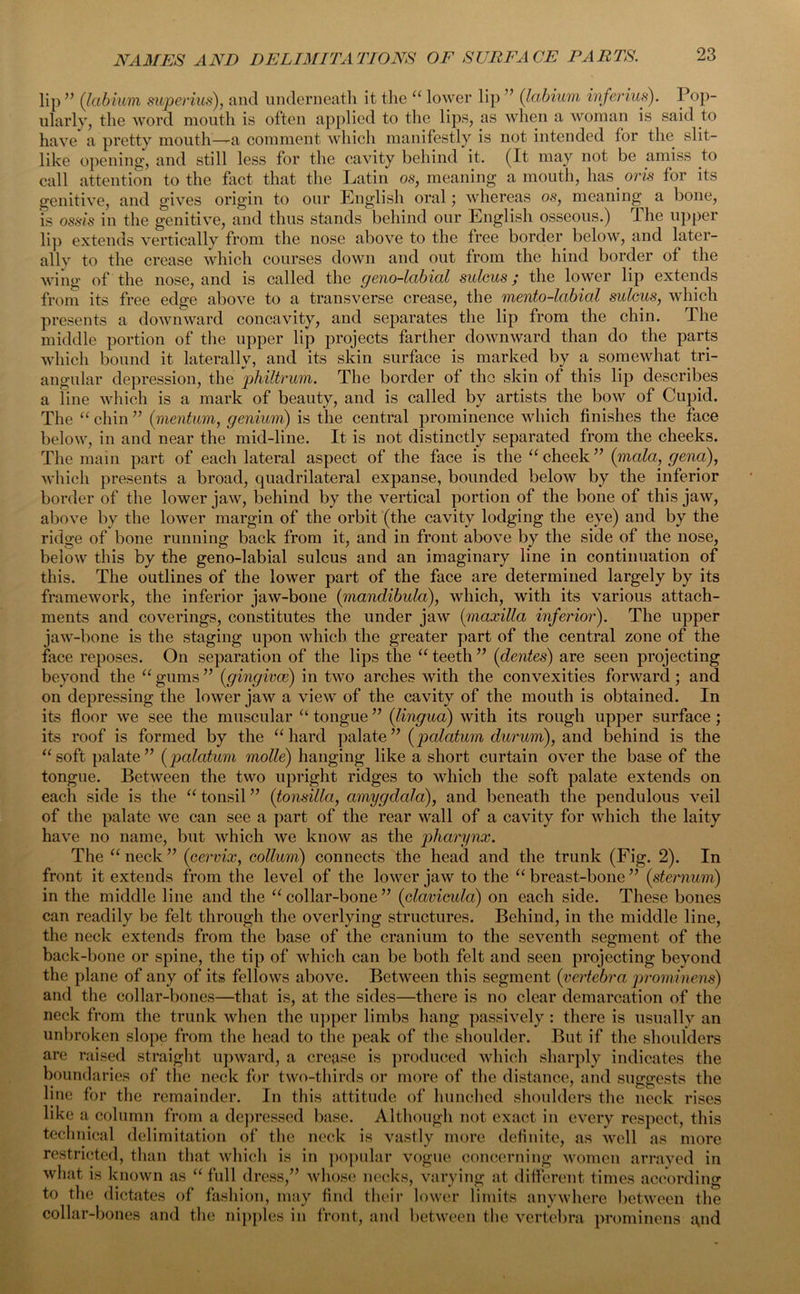 lip ” {labium superius), and underneath it the “ lower lip ” {labium inferius). Pop- ularly, the word mouth is often applied to the lips, as when a woman is said to have a pretty mouth—-a comment which manifestly is not intended for the slit- like opening, and still less for the cavity behind it. (It may not be amiss to call attention to the fact that the Latin os, meaning a mouth, has oris for its genitive, and gives origin to our English oral; whereas os, meaning a bone, is ossis in the genitive, and thus stands behind our English osseous.) lhe upper lip extends vertically from the nose above to the free border below, and later- ally to the crease which courses down and out from the hind border of the wing of the nose, and is called the geno-labial sulcus; the lower lip extends from its free edge above to a transverse crease, the mento-labial sulcus, which presents a downward concavity, and separates the lip from the chin. The middle portion of the upper lip projects farther downward than do the parts which bound it laterally, and its skin surface is marked by a somewhat tri- angular depression, the philtrum. The border of the skin of this lip describes a line which is a mark of beauty, and is called by artists the bow of Cupid. The “ chin ” (mentum, genium) is the central prominence which finishes the face below, in and near the mid-line. It is not distinctly separated from the cheeks. The main part of each lateral aspect of the face is the “ cheek ” {mala, gena), which presents a broad, quadrilateral expanse, bounded below by the inferior border of the lower jaw, behind by the vertical portion of the bone of this jaw, above by the lower margin of the orbit (the cavity lodging the eye) and by the ridge of bone running back from it, and in front above by the side of the nose, below this by the geno-labial sulcus and an imaginary line in continuation of this. The outlines of the lower part of the face are determined largely by its framework, the inferior jaw-bone {mandibula), which, with its various attach- ments and coverings, constitutes the under jaw (maxilla inferior'). The upper jaw-bone is the staging upon which the greater part of the central zone of the face reposes. On separation of the lips the “ teeth ” {dentes) are seen projecting beyond the “ gums ” {gingivae) in two arches with the convexities forward; and on depressing the lower jaw a view of the cavity of the mouth is obtained. In its floor we see the muscular “ tongue ” {lingua) with its rough upper surface; its roof is formed by the “hard palate” {palatum durum), send behind is the “soft palate” {palatum molle) hanging like a short curtain over the base of the tongue. Between the two upright ridges to which the soft palate extends on each side is the “ tonsil ” {tonsilla, amygdala), and beneath the pendulous veil of the palate we can see a part of the rear wall of a cavity for which the laity have no name, but which we know as the pharynx. The “ neck ” {cervix, collum) connects the head and the trunk (Fig. 2). In front it extends from the level of the lower jaw to the “ breast-bone ” {sternum) in the middle line and the “ collar-bone ” {clavicula) on each side. These bones can readily be felt through the overlying structures. Behind, in the middle line, the neck extends from the base of the cranium to the seventh segment of the back-bone or spine, the tip of which can be both felt and seen projecting beyond the plane of any of its fellows above. Between this segment {vertebra prominens) and the collar-bones—that is, at the sides—there is no clear demarcation of the neck from the trunk when the upper limbs hang passively : there is usually an unbroken slope from the head to the peak of the shoulder. But if the shoulders are raised straight upward, a crease is produced which sharply indicates the boundaries of the neck for two-thirds or more of the distance, and suggests the line for the remainder. In this attitude of hunched shoulders the neck rises like a column from a depressed base. Although not exact in every respect, this technical delimitation of the neck is vastly more definite, as well as more restricted, than that which is in popular vogue concerning women arrayed in what is known as “ full dress,” whose necks, varying at different times according to the dictates of fashion, may find their lower limits anywhere between the collar-bones and the nipples in front, and between the vertebra prominens and