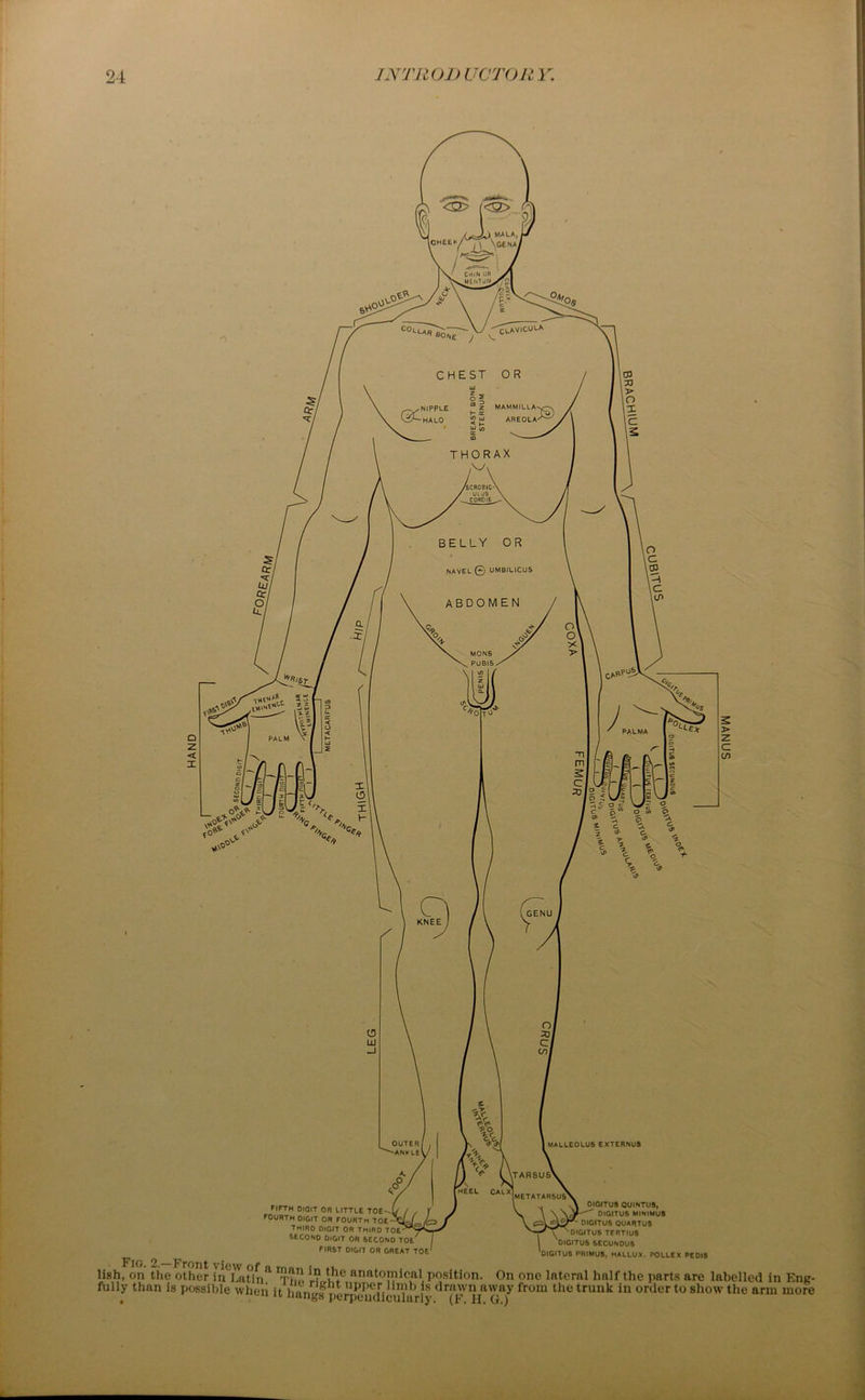 fifth digit or little toe-- fourth digit or fourth toe „ third digit or third toe second digit or second toe FIRST Dion OR GREAT TOE Fig. DIGITUS QUINTUS,  DIGITUS MINIMUS DIGITUS QUARTUS DIGITUS TERTIUS Digitus secundus ‘digitus primus. HALLUX, pollex PEDIS lish, on the other h^Latin*1 Tho 1? wC anato“lcal position. On one lnternl half the parts are labelled in Ene fully than is possible when it hangs perpeudicuhtrly dr|l1',vi1)[a'(v,ay from the trunk in order to show the arm mon