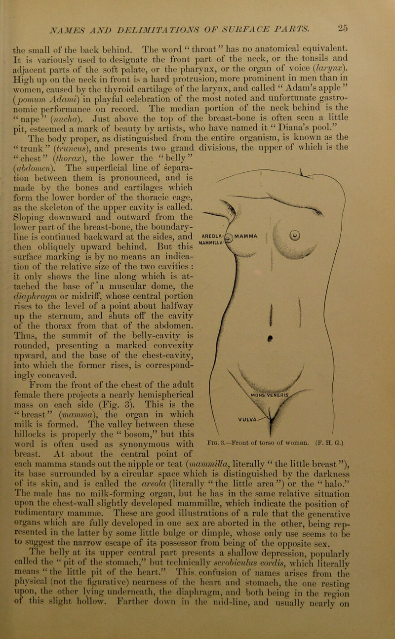 AREOLA MAMMILLA the small of the back behind. The word “ throat” has no anatomical equivalent. It is variously used to designate the front part of the neck, or the tonsils and adjacent parts of the soft palate, or the pharynx, or the organ of voice (larynx). High up on the neck in front is a hard protrusion, more prominent in men than in women, caused by the thyroid cartilage of the larynx, and called “ Adam’s apple ” (pomum Adami) in playful celebration of the most noted and unfortunate gastro- nomic performance on record. The median portion of the neck behind is the “nape” (nucha). Just above the top of the breast-bone is often seen a little pit, esteemed a mark of beauty by artists, who have named it “ Diana’s pool.” The body proper, as distinguished from the entire organism, is known as the “ trunk ” (tr uncus), and presents two grand divisions, the upper of which is the “ chest ” (thorax), the lower the “ belly ” (abdomen). The superficial line of separa- tion between them is pronounced, and is made by the bones and cartilages which form the lower border of the thoracic cage, as the skeleton of the upper cavity is called. Sloping downward and outward from the lower part of the breast-bone, the boundary- line is continued backward at the sides, and then obliquely upward behind. But this surface marking is by no means an indica- tion of the relative size of the two cavities : it only shows the line along which is at- tached the base of*a muscular dome, the diaphragm or midriff, whose central portion rises to the level of a point about halfway up the sternum, and shuts off the cavity of the thorax from that of the abdomen. Thus, the summit of the belly-cavity is rounded, presenting a marked convexity upward, and the base of the chest-cavity, into which the former rises, is correspond- ingly concaved. From the front of the chest of the adult female there projects a nearly hemispherical mass on each side (Fig. 3). This is the “ breast ” (mamma), the organ in which milk is formed. The valley between these hillocks is properly the “ bosom,” but this word is often used as synonymous with breast. At about the central point of each mamma stands out the nipple or teat (mammilla, literally “ the little breast”), its base surrounded by a circular space which is distinguished by the darkness of its skin, and is called the areola (literally “the little area”) or the “halo.” The male has no milk-forming organ, but he has in the same relative situation upon the chest-wall slightly developed mammillae, which indicate the position of rudimentary mammae. These are good illustrations of a rule that the generative organs which are fully developed in one sex are aborted in the other, being rep- resented in the latter by some little bulge or dimple, whose only use seems to be to suggest the narrow escape of its possessor from being of the opposite sex. The belly at its upper central part presents a shallow depression, popularly called the “ pit of the stomach,” but technically scrobiculus cordis, which literally means “ the little pit of the heart.” This confusion of names arises from the physical (not the figurative) nearness of the heart and stomach, the one resting upon, the other lying underneath, the diaphragm, and both being in the region of this slight hollow. Farther down in the mid-line, and usually nearly on Fig. 3.—Front of torso of woman. (F. H. G.)
