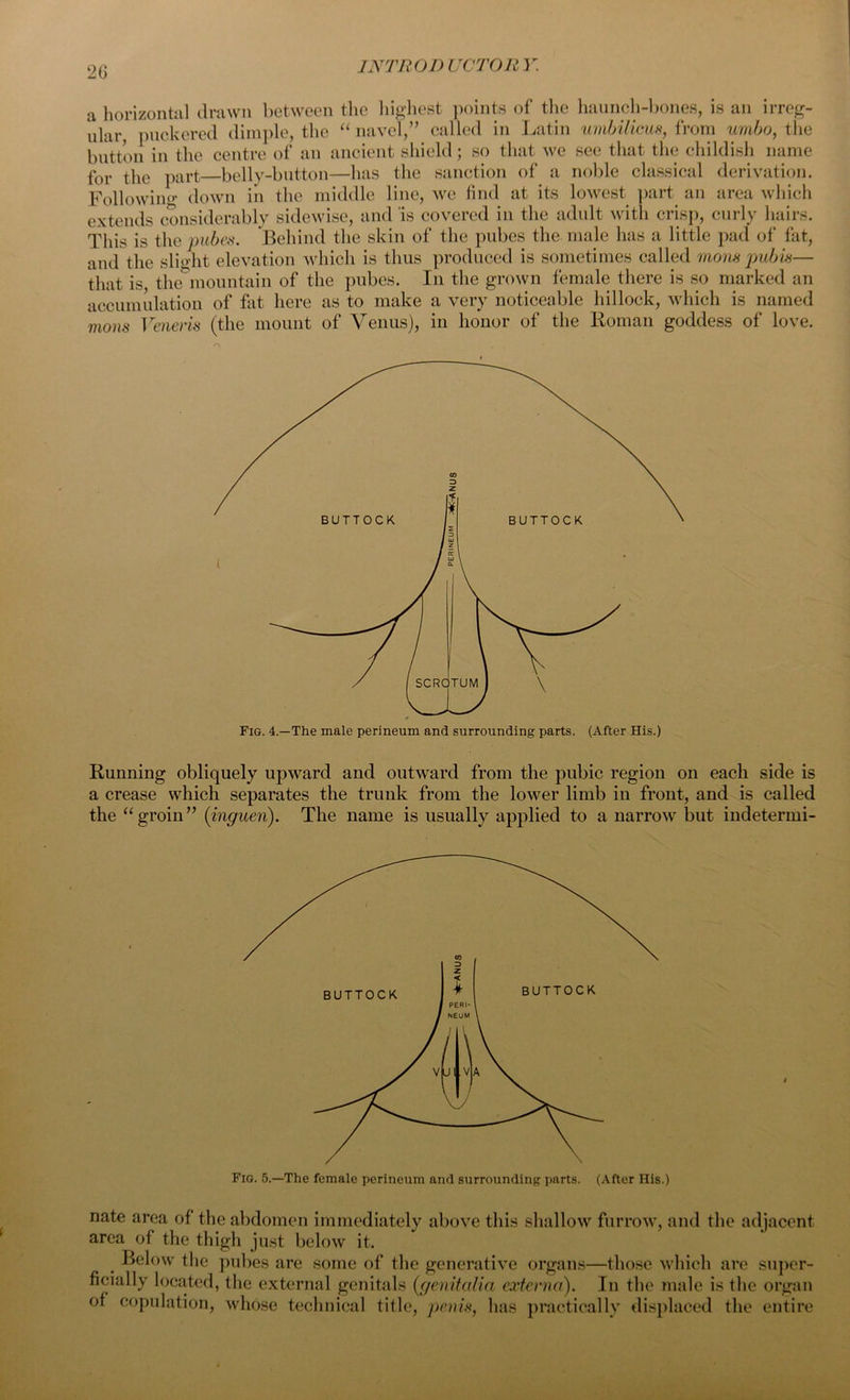 20 a horizontal drawn between the highest points of the haunch-bones, is an irreg- ular, puckered dimple, the “ navel,” called in Latin umbilicus, from umbo, the button in the centre of an ancient shield; so that we see that the childish name tJUlLl'll 111 VVltVi V vy* / for the part belly-button—has the sanction of a noble classical derivation. tt< ii : middle wn find nt its; lowest, nnrt an area whioh find lowest area which cllivl l lie Oil^UU OiV/ ’ JL i that is, the mountain of the pubes. In the grown female there is so marked an accumiilation of fat here as to make a very noticeable hillock, which is named mons Veneris (the mount of Venus), in honor of the Roman goddess of love. Fig. 4.—The male perineum and surrounding parts. (After His.) Running obliquely upward and outward from the pubic region on each side is a crease which separates the trunk from the lower limb in front, and is called the “groin” (inguen). The name is usually applied to a narrow but indetermi- Fig. 5.—The female perineum and surrounding parts. (After His.) nate area of the abdomen immediately above this shallow furrow, and the adjacent area of the thigh just below it. . ILlow the pubes are some of the generative organs—those which are super- ficially located, the external genitals (genitalia externa). In the male is the organ of copulation, whose technical title, penis, has practically displaced the entire