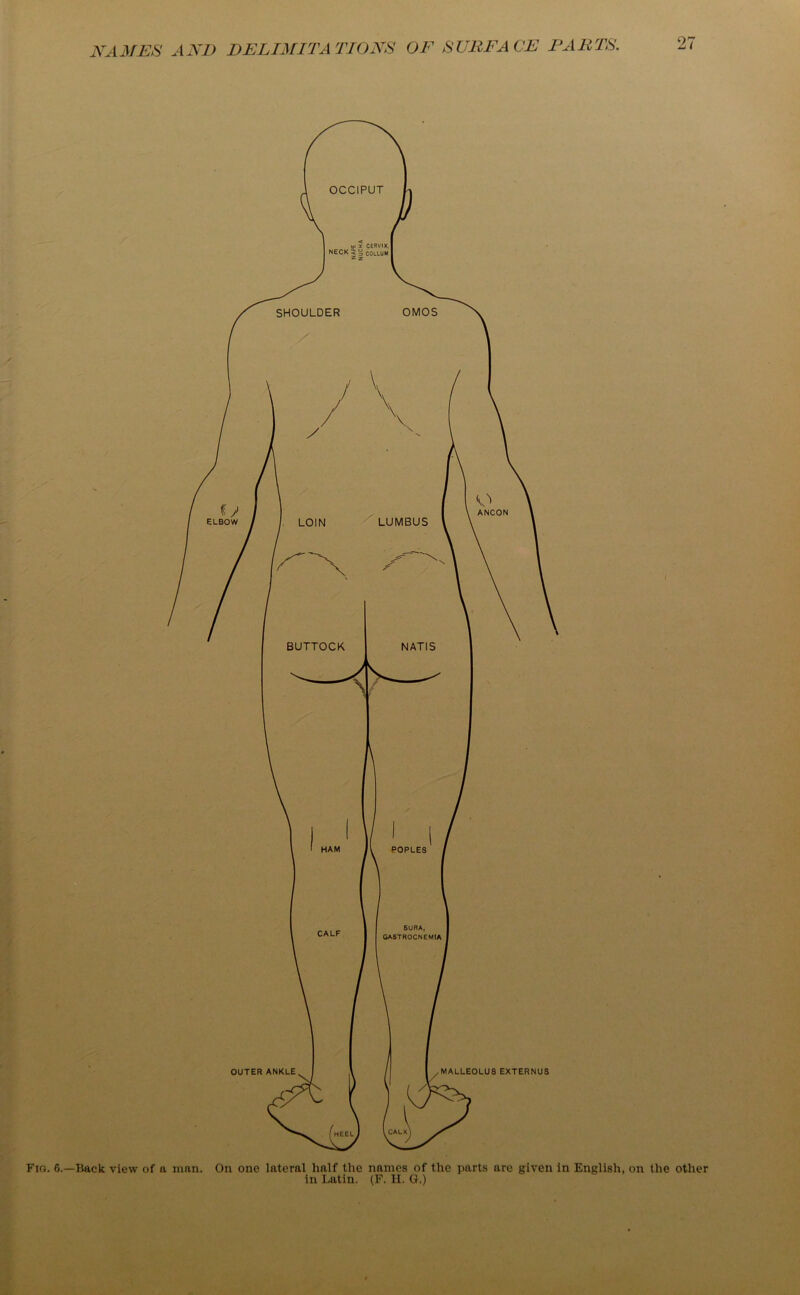 Fig. 6.—Back view of a man. On one lateral half the names of the parts are given in English, on the other in Latin. (F. II. G.)