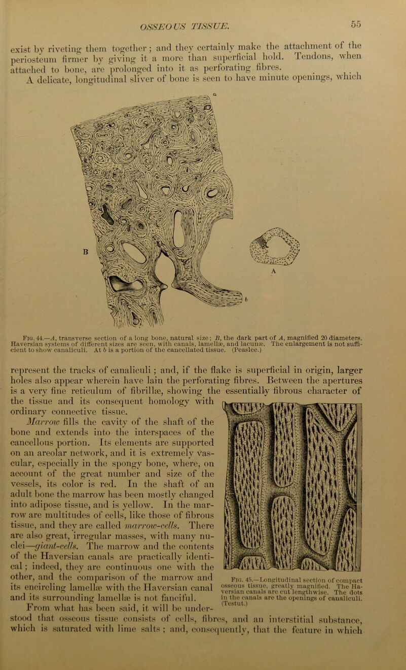 exist by riveting them together; and they certainly make the attachment of the periosteum firmer by giving it a more than superficial hold, -tendons, when attached to bone, are prolonged into it as perforating fibres. A delicate, longitudinal sliver of bone is seen to have minute openings, which Fig. 44.—A, transverse section of a long bone, natural size; B, the dark part of A, magnified 20 diameters. Haversian systems of different sizes are seen, with canals, lamellae, and lacunae. The enlargement is not suffi- cient to show canaliculi. At & is a portion of the cancellated tissue. (Peaslee.) represent the tracks of canaliculi; and, if the flake is superficial in origin, larger holes also appear wherein have lain the perforating fibres. Between the apertures is a very fine reticulum of fibrill&e, showing the essentially fibrous character of the tissue and its consequent homology with ordinary connective tissue. Marrow fills the cavity of the shaft of the bone and extends into the interspaces of the cancellous portion. Its elements are supported on an areolar network, and it is extremely Vas- cular, especially in the spongy bone, where, on account of the great number and size of the vessels, its color is red. In the shaft of an adult bone the marrow has been mostly changed into adipose tissue, and is yellow. In the mar- row are multitudes of cells, like those of fibrous tissue, and they are called marrow-cells. There are also great, irregular masses, with many nu- clei—giant-cells. The marrow and the contents of the Haversian canals arc practically identi- cal ; indeed, they are continuous one with the other, and the comparison of the marrow and its encircling lamella? with the Haversian canal and its surrounding lamellae is not fanciful. From what has been said, it will be under- Fig. 45.—Longitudinal section of compact osseous tissue, greatly magnified. The Ha- versian canals are cut lengthwise. The dots in the canals are the openings of canaliculi. (Testut.) stood that osseous tissue consists of cells which is saturated with lime salts : and , fibres, and an interstitial substance, consequently, that the feature in which