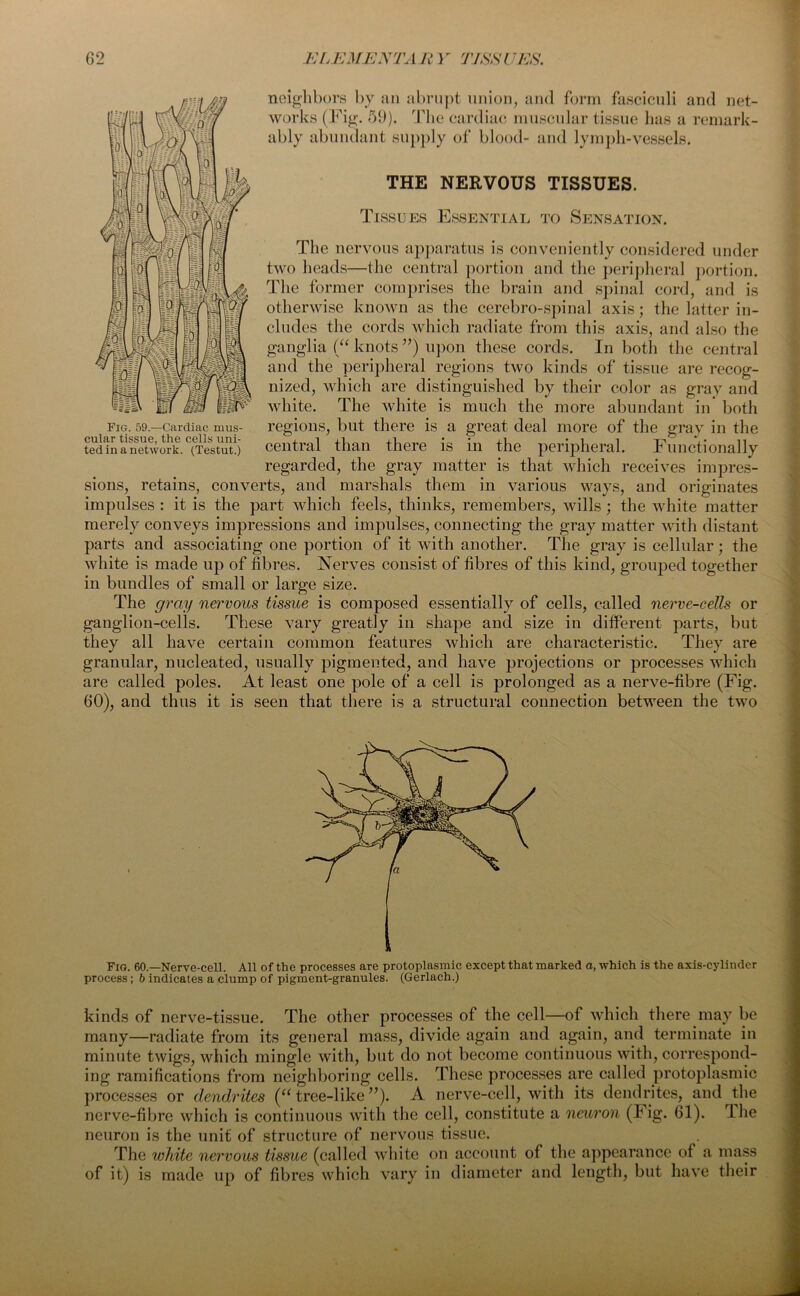 neighbors by an abrupt union, and form fasciculi and net- works (Fig. 59). The cardiac muscular tissue has a remark- ably abundant supply of blood- and lymph-vessels. THE NERVOUS TISSUES. Tissues Essential to Sensation. The nervous apparatus is conveniently considered under two heads—the central portion and the peripheral portion. The former comprises the brain and spinal cord, and is otherwise known as the cerebro-spinal axis; the latter in- cludes the cords which radiate from this axis, and also the ganglia (“ knots ”) upon these cords. In both the central and the peripheral regions two kinds of tissue are recog- nized, which are distinguished by their color as gray and white. The white is much the more abundant in both regions, but there is a great deal more of the gray in the central than there is in the peripheral. Functionally regarded, the gray matter is that which receives impres- sions, retains, converts, and marshals them in various ways, and originates impulses : it is the part which feels, thinks, remembers, wills ; the white matter merely conveys impressions and impulses, connecting the gray matter with distant parts and associating one portion of it with another. The gray is cellular; the white is made up of fibres. Nerves consist of fibres of this kind, grouped together in bundles of small or large size. The gray nervous tissue is composed essentially of cells, called nerve-cells or ganglion-cells. These vary greatly in shape and size in different parts, but they all have certain common features which are characteristic. They are granular, nucleated, usually pigmented, and have projections or processes which are called poles. At least one pole of a cell is prolonged as a nerve-fibre (Fig. 60), and thus it is seen that there is a structural connection between the two Fig. 59.—Cardiac mus- cular tissue, the cells uni- ted in a network. (Testut.) Fig. 60.—Nerve-cell. All of the processes are protoplasmic except that marked a, which is the axis-cylinder process; b indicates a clump of pigment-granules. (Gerlach.) kinds of nerve-tissue. The other processes of the cell—of which there may be many—radiate from its general mass, divide again and again, and terminate in minute twigs, which mingle with, but do not become continuous with, correspond- ing ramifications from neighboring cells. These processes are called protoplasmic processes or dendrites (“tree-like”). A nerve-cell, with its dendrites, and the nerve-fibre which is continuous with the cell, constitute a neuron (Fig. 61). The neuron is the unit of structure of nervous tissue. The white nervous tissue (called white on account of the appearance of a mass of it) is made up of fibres which vary in diameter and length, but have their