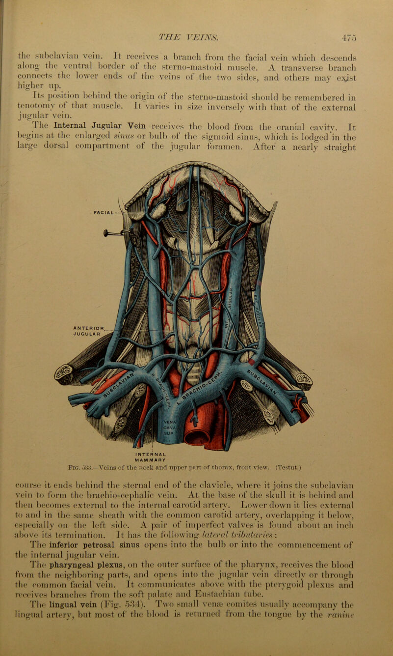 the subclavian vein. It receives a branch from the facial vein which descends along the ventral border of the sterno-mastoid muscle. A transverse branch connects the lower ends of the veins of the two sides, and others may e>yst higher up. Its position behind the origin of the sterno-mastoid should be remembered in tenotomy of that muscle. It varies in size inversely with that of the external jugular vein. I he Internal Jugular Vein receives the blood from the cranial cavity. It begins at the enlarged sinus or bulb of the sigmoid sinus, which is lodged in the large dorsal compartment of the jugular foramen. After a nearly straight INTERNAL MAMMARY Fig. 53:}.—Veins of the neck and upper part of thorax, front view. (Testut.) course it ends behind the sternal end of the clavicle, where it joins the subclavian vein to form the brachio-cephalic vein. At the base of the skull it is behind and then becomes external to the internal carotid artery. Lower down it lies external to and in the same sheath with the common carotid artery, overlapping it below, especially on the left side. A pair of imperfect valves is found about an inch above its termination. It has the following lateral tributaries : The inferior petrosal sinus opens into the bulb or into the commencement of the internal jugular vein. The pharyngeal plexus, on the outer surface of the pharynx, receives the blood from the neighboring parts, and opens into the jugular vein directly or through the common facial vein. It communicates above with the pterygoid plexus and receives branches from the soft palate and Eustachian tube. The lingual vein (Fig. 534). Two small venae comites usually accompany the lingual artery, but most of the blood is returned from the tongue by the ranine
