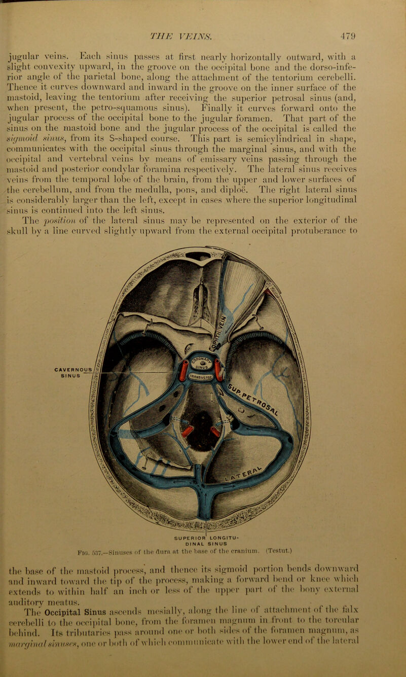 jugular veins. Each sinus passes at first nearly horizontally outward, with a slight convexity upward, in the groove on the occipital bone and the dorso-infe- rior angle o± the parietal bone, along the attachment of the tentorium cerebelli. Thence it curves downward and inward in the groove on the inner surface of the mastoid, leaving the tentorium after receiving the superior petrosal sinus (and, when present, the petro-squamous sinus). Finally it curves forward onto the jugular process of the occipital bone to the jugular foramen. That part of the sinus on the mastoid bone and the jugular process of the occipital is called the sigmoid sinus, from its S-shaped course. This part is semicylindrical in shape, communicates with the occipital sinus through the marginal sinus, and with the occipital and vertebral veins by means of emissary veins passing through the mastoid and posterior condylar foramina respectively. The lateral sinus receives veins from the temporal lobe of the brain, from the upper and lower surfaces of the cerebellum, and from the medulla, pons, and diploe. The right lateral sinus is considerably larger than the left, except in cases where the superior longitudinal sinus is continued into the left sinus. The position of the lateral sinus may be represented on the exterior of the skull by a line curved slightly upward from the external occipital protuberance to SUPERIOR LONGITU- DINAL SINUS Fig. 537—Sinuses of the Aura at the base of the cranium. (Testut.) the base of the mastoid process, and thence its sigmoid portion bends downward and inward toward the tip oi the process, making a forward bend or knee which extends to within halt an inch or less of the upper part oi the bony external auditory meatus. The Occipital Sinus ascends mesially, along the line oi attachment ot the talx cerebelli to the occipital bone, from the foramen magnum in front to the torcular behind. Its tributaries pass around one or both sides of the foramen magnum, as marginal sinuses, one or both of which communicate w ith the lowei end of thelateial