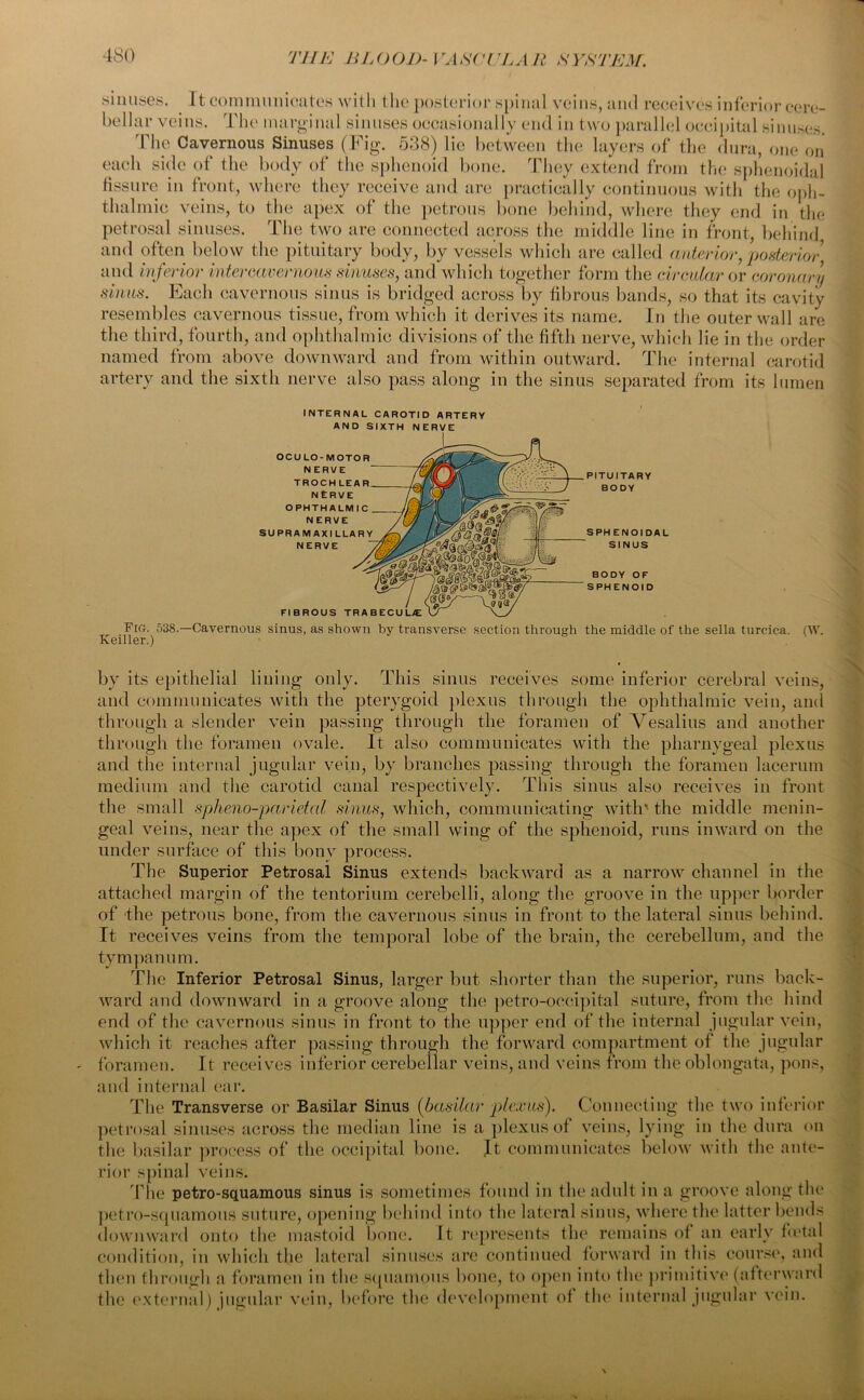 THE B L () OB- l rA SC11TL A 11 S YSTEM. sinuses bellar v It communicates with the posterior spinal veins, and receives inferior cere- •ellar veins. The marginal sinuses occasionally end in two parallel occipital sinuses. The Cavernous Sinuses (Fig. 538) lie between the layers of the dura, one on aeh side of the body of the sphenoid bone. They extend from the sphenoidal fissure in front, where they receive and are practically continuous with the oph- thalmic veins, to the apex of the petrous bone behind, where they end in the petrosal sinuses. The two are connected across the middle line in front, behind and often below the pituitary body, by vessels which are called anterior, posterior, and inferior intercavernous sinuses, and which together form the circular or coronary sinus. Each cavernous sinus is bridged across by fibrous bands, so that its cavity resembles cavernous tissue, from which it derives its name. In the outer wall are the third, fourth, and ophthalmic divisions of the fifth nerve, which lie in the order named from above downward and from within outward. The internal carotid artery and the sixth nerve also pass along in the sinus separated from its lumen INTERNAL CAROTID ARTERY AND SIXTH NERVE OCULO-MOTOR NERVE TROCH LEAR NERVE OPHTHALMIC NERVE SUPRAMAXILLAR NERVE FIBROUS trabecula: PITUITARY BODY SPHENOIDAL SINUS BODY OF SPHENOID Fig. 538.—Cavernous sinus, as shown by transverse section through the middle of the sella turcica. (W. Keiller.) by its epithelial lining only. This sinus receives some inferior cerebral veins, and communicates with the pterygoid plexus through the ophthalmic vein, and through a slender vein passing through the foramen of Vesalius and another through the foramen ovale. It also communicates with the pharnygeal plexus and the internal jugular vein, by branches passing through the foramen lacerum medium and the carotid canal respectively. This sinus also receives in front the small spheno-parietal sinus, which, communicating with' the middle menin- geal veins, near the apex of the small wing of the sphenoid, runs inward on the under surface of this bony process. The Superior Petrosal Sinus extends backward as a narrow channel in the attached margin of the tentorium cerebelli, along the groove in the upper border of the petrous bone, from the cavernous sinus in front to the lateral sinus behind. It receives veins from the temporal lobe of the brain, the cerebellum, and the tympanum. The Inferior Petrosal Sinus, larger but shorter than the superior, runs back- ward and downward in a groove along the petro-occipital suture, from the hind end of the cavernous sinus in front to the upper end of the internal jugular vein, which it reaches after passing through the forward compartment of the jugular foramen. It receives inferior cerebellar veins, and veins from the oblongata, pons, and internal ear. The Transverse or Basilar Sinus (basilar plexus). Connecting the two inferior petrosal sinuses across the median line is a plexus of veins, lying in the dura on the basilar process of the occipital bone. It communicates below with the ante- rior spinal veins. The petro-squamous sinus is sometimes found in the adult in a groove along the petro-squamous suture, opening behind into the lateral sinus, where the latter bends downward onto the mastoid bone. It represents the remains of an early foetal condition, in which the lateral sinuses are continued forward in this course, and then through a foramen in the squamous bone, to open into the primitive (afterwan the external) jugular vein, before the development of the internal jugular vein. 1