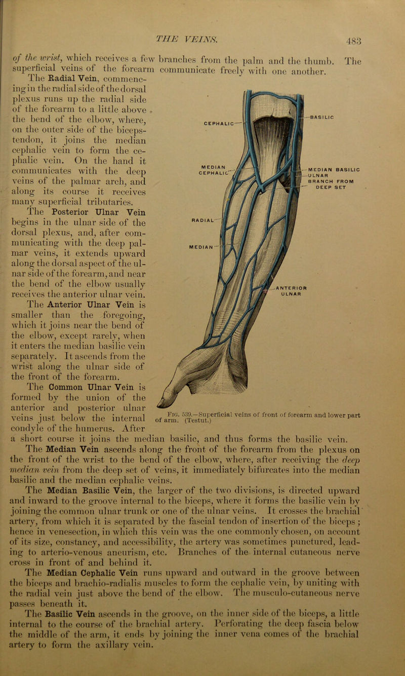 The BASILIC FROM SET of the wrist, which receives a few branches from the palm and the thumb, superficial veins ot the forearm communicate freely with one another. The Radial Vein, commenc- ingin the radial side of the dorsal plexus runs up the radial side of the forearm to a little above the bend of the elbow, where, on the outer side of the biceps- tendon, it joins the median cephalic vein to form the ce- phalic vein. On the hand it communicates with the deep veins of the palmar arch, and along its course it receives many superficial tributaries. The Posterior Ulnar Vein begins in the ulnar side of the dorsal plexus, and, after com- municating with the deep pal- mar veins, it extends upward along the dorsal aspect of the ul- nar side of the forearm, and near the bend of the elbow usually receives the anterior ulnar vein. The Anterior Ulnar Vein is smaller than the foregoing, which it joins near the bend of the elbow, except rarely, when it enters the median basilic vein separately. It ascends from the wrist along the ulnar side of the front of the forearm. The Common Ulnar Vein is formed by the union of the anterior and posterior ulnar veins just below the internal condyle of the humerus. After a short course it joins the median basilic, and thus forms the basilic vein. The Median Vein ascends along the front of the forearm from the plexus on the front of the wrist to the bend of the elbow, where, after receiving the deep median vein from the deep set of veins, it immediately bifurcates into the median basilic and the median cephalic veins. The Median Basilic Vein, the larger of the two divisions, is directed upward and inward to the groove internal to the biceps, where it forms the basilic vein by joining the common ulnar trunk or one of the ulnar veins. It crosses the brachial artery, from which it is separated by the fascial tendon of insertion of the biceps; hence in venesection, in which this vein was the one commonly chosen, on account of its size, constancy, and accessibility, the artery was sometimes punctured, lead- ing to arterio-venous aneurism, etc. Branches of the internal cutaneous nerve cross in front of and behind it. The Median Cephalic Vein runs upward and outward in the groove between the biceps and brachio-radialis muscles to form the cephalic vein, by uniting with the radial vein just above the bend of the elbow. The musculo-cutaneous nerve passes beneath it. The Basilic Vein ascends in the groove, on the inner side of the biceps, a little internal to the course of the brachial artery. Perforating the deep fascia below the middle of the arm, it ends by joining the inner vena comes of the brachial artery to form the axillary vein. Fig. 539.—Superficial veins of front of forearm and lower part of arm. (Testut.)