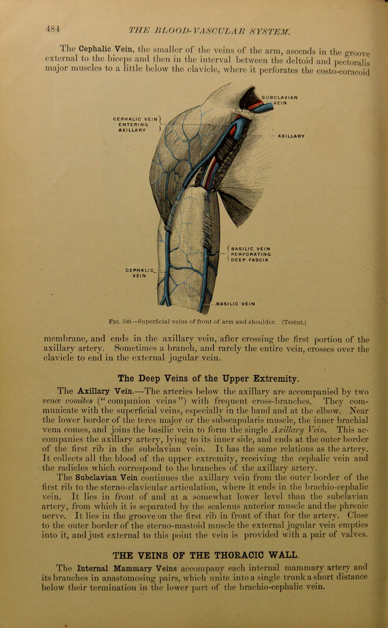 The Cephalic Vein, the smaller of the veins of the arm, ascends in the groove external to tiie biceps and then in the interval between the deltoid and pectoralis major muscles to a little below the clavicle, where it perforates the costo-coracoid Fig. 540.—Superficial veins of front of arm and shoulder. (Testut.) membrane, and ends in the axillary vein, after crossing the first portion of the axillary artery. Sometimes a branch, and rarely the entire vein, crosses over the clavicle to end in the external jugular vein. The Deep Veins of the Upper Extremity. The Axillary Vein.—The arteries below the axillary are accompanied by two vence comites (“companion veins”) with frequent cross-branches. They com- municate with the superficial veins, especially in the hand and at the elbow. Near the lower border of the teres major or the subscapularis muscle, the inner brachial vena comes, and joins the basilic vein to form the single Axillary Vein. This ac- companies the axillary artery, lying to its inner side, and ends at the outer border of the first rib in the subclavian vein. It has the same relations as the artery. It collects all the blood of the upper extremity, receiving the cephalic vein and the radicles which correspond to the branches of the axillary artery. The Subclavian Vein continues the axillary vein from the outer border of the first rib to the sterno-clavicular articulation, where it ends in the brachio-cephalic vein. It lies in front of and at a somewhat lower level than the subclavian artery, from which it is separated by the scalenus anterior muscle and the phrenic nerve. It lies in the groove on the first rib in front of that for the artery. Close to the outer border of the sterno-mastoid muscle the external jugular vein empties into it, and just external to this point the vein is provided with a pair of valves. THE VEINS OF THE THORACIC WALL. The Internal Mammary Veins accompany each internal mammary artery and its branches in anastomosing pairs, which unite into a single trunk a short distance below their termination in the lower part of the brachio-cephalic vein. *