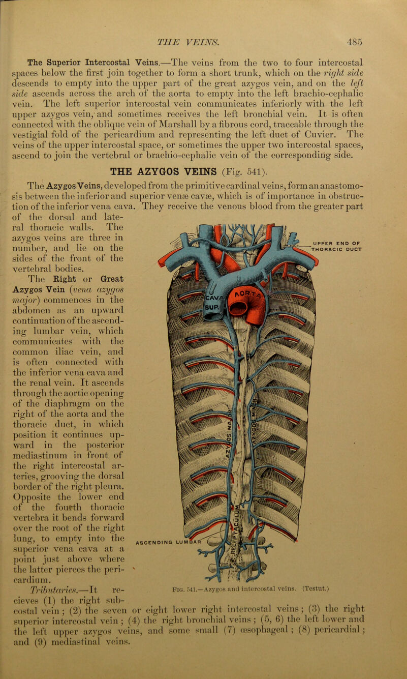 The Superior Intercostal Veins.—The veins from the two to four intercostal spaces below the first join together to form a short trunk, which on the right side descends to empty into the upper part of the great azygos vein, and on the left side ascends across the arch of the aorta to empty into the left brachio-cephalic vein. The left superior intercostal vein communicates interiorly with the left upper azygos vein, and sometimes receives the left bronchial vein. It is often connected with the oblique vein of Marshall by a fibrous cord, traceable through the vestigial fold of the pericardium and representing the left duct of Cuvier. The veins of the upper intercostal space, or sometimes the upper two intercostal spaces, ascend to join the vertebral or brachio-cephalic vein of the corresponding side. THE AZYGOS VEINS (Fig. 541). Great azygos in the vein, which with vein. D OF DUCT The Azygos Veins, developed from the primitive cardinal veins, form an anastomo- sis between the inferior and superior vense cavse, which is of importance in obstruc- tion of the inferior vena cava. They receive the venous blood from the greater part of the dorsal and late- ral thoracic walls. The ^ azygos veins are three in mfL number, and lie on the sides of the front of the vertebral bodies. The Right or Azygos Vein (vena major) com m e n ces abdomen as an upward continuation of the ascend- ing lumbar communicates common iliac the and is often connected with the inferior vena cava and the renal vein. It ascends through the aortic opening of the diaphragm on the right of the aorta and the thoracic duct, in which position it continues up- ward in the posterior mediastinum in front of the right intercostal ar- teries, grooving the dorsal border of the right pleura. Opposite the lower end of the fourth thoracic vertebra it bends forward over the root of the right lung, to empty into the superior vena cava at a point just above where the latter pierces the peri- v cardium. Tributaries.—It re- cieves (1) the right sub- costal vein ; (2) the seven or superior intercostal vein; (4) the the left upper azygos veins, and and (9) mediastinal veins. ASCEN Fig. 541.—Azygos and intercostal veins. (Testut.) lower right intercostal veins; (3) the right right bronchial veins; (5, 6) the left lower and some small (7) oesophageal ; (8) pericardial;