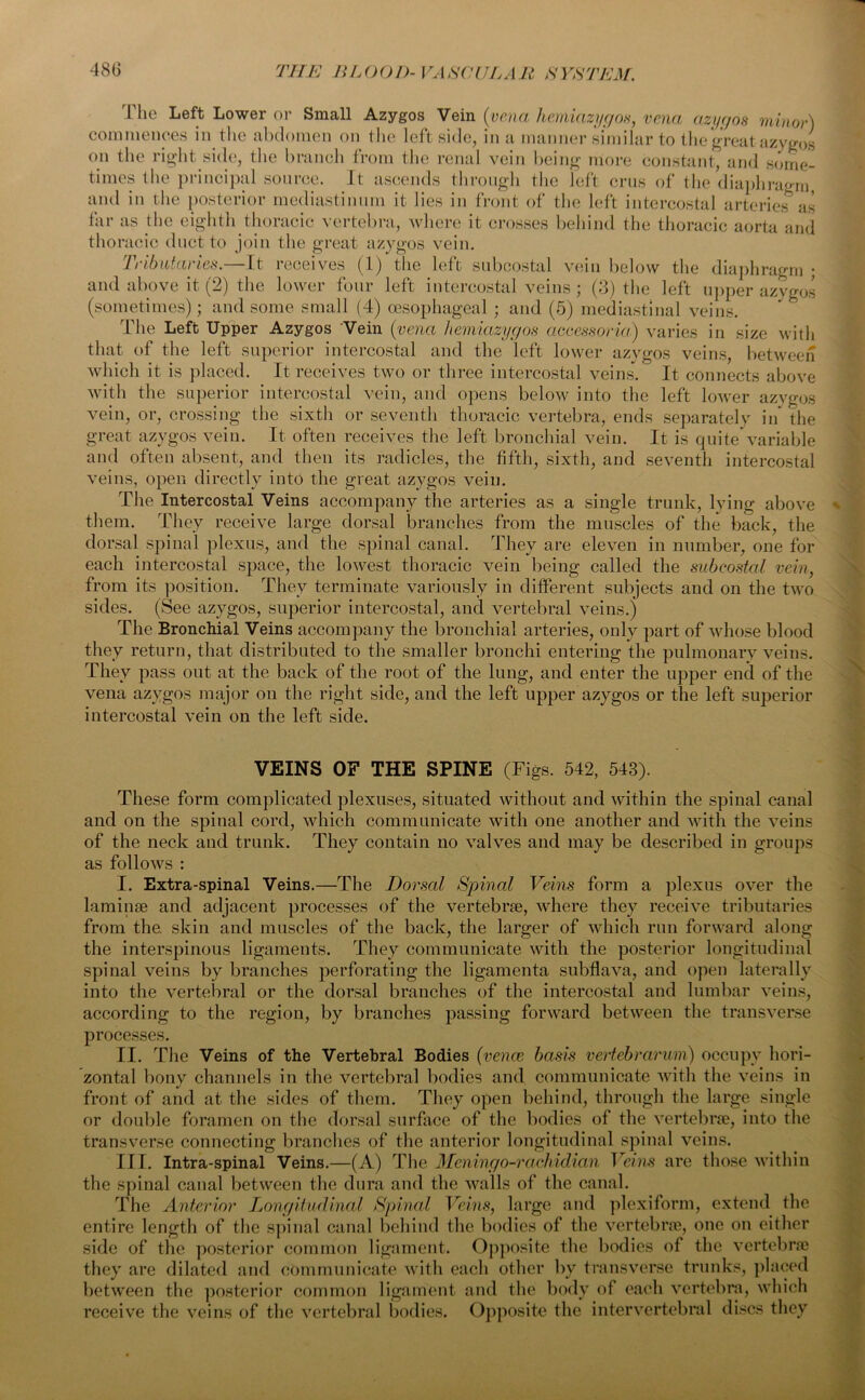 The Left Lower or Small Azygos Vein ('vena hemiazygos, vena azygos minor) commences in the abdomen on the left side, in a manner similar to the great azygos on the right side, the branch from the renal vein being more constant, and some- times the principal source. It ascends through the left crus of the diaphragm, and in the posterior mediastinum it lies in front of the left intercostal arteries as far as the eighth thoracic vertebra, where it crosses behind the thoracic aorta and thoracic duct to join the great azygos vein. Tributaries.—It receives (1) the left subcostal vein below the diaphragm ; and above it (2) the lower four left intercostal veins; (3) the left upper azygos (sometimes); and some small (4) oesophageal ; and (5) mediastinal veins. The Left Upper Azygos Vein (vena hemiazygos aecessoria) varies in size with that of the left superior intercostal and the left lower azygos veins, between which it is placed. It receives two or three intercostal veins. It connects above with the superior intercostal vein, and opens below into the left lower azygos vein, or, crossing the sixth or seventh thoracic vertebra, ends separately in* the great azygos vein. It often receives the left bronchial vein. It is quite variable and often absent, and then its radicles, the fifth, sixth, and seventh intercostal veins, open directly into the great azygos vein. The Intercostal Veins accompany the arteries as a single trunk, lying above them. They receive large dorsal branches from the muscles of the back, the dorsal spinal plexus, and the spinal canal. They are eleven in number, one for each intercostal space, the lowest thoracic vein being called the subcostal vein, from its position. They terminate variously in different subjects and on the two sides. (See azygos, superior intercostal, and vertebral veins.) The Bronchial Veins accompany the bronchial arteries, only part of whose blood they return, that distributed to the smaller bronchi entering the pulmonary veins. They pass out at the back of the root of the lung, and enter the upper end of the vena azygos major on the right side, and the left upper azygos or the left superior intercostal vein on the left side. VEINS OF THE SPINE (Figs. 542, 543). These form complicated plexuses, situated without and within the spinal canal and on the spinal cord, which communicate with one another and with the veins of the neck and trunk. They contain no valves and may be described in groups as follows : I. Extra-spinal Veins.—The Dorsal Spinal Veins form a plexus over the laminae and adjacent processes of the vertebrae, where they receive tributaries from the. skin and muscles of the back, the larger of which run forward along the interspinous ligaments. They communicate with the posterior longitudinal spinal veins by branches perforating the ligamenta subflava, and open laterally into the vertebral or the dorsal branches of the intercostal and lumbar veins, according to the region, by branches passing forward between the transverse processes. II. The Veins of the Vertebral Bodies (vence basis vertebrarum) occupy hori- zontal bony channels in the vertebral bodies and communicate with the veins in front of and at the sides of them. They open behind, through the large single or double foramen on the dorsal surface of the bodies of the vertebrae, into the transverse connecting branches of the anterior longitudinal spinal veins. III. Intra-spinal Veins.—(A) The Meningo-raehidian Veins are those within the spinal canal between the dura and the walls of the canal. The Anterior Longitudinal Spinal Veins, large and pi ex i form, extend the entire length of the spinal canal behind the bodies of the vertebrae, one on either side of the posterior common ligament. Opposite the bodies of the vertebrae they are dilated and communicate with each other by transverse trunks, placed between the posterior common ligament and the body of each vertebra, which receive the veins of the vertebral bodies. Opposite the intervertebral discs they